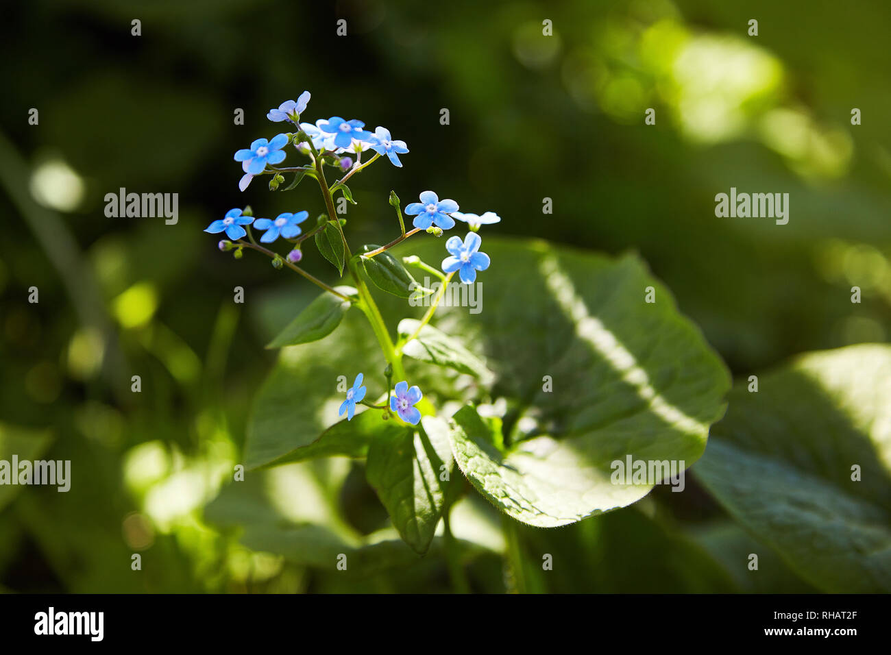 Forget Me Not, Small Flowers In The Shape Of A Heart Stock Photo, Picture  and Royalty Free Image. Image 8171167.