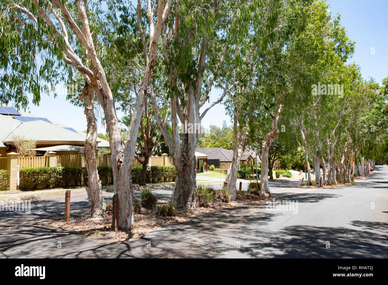 Residential streetscape with many trees Stock Photo - Alamy