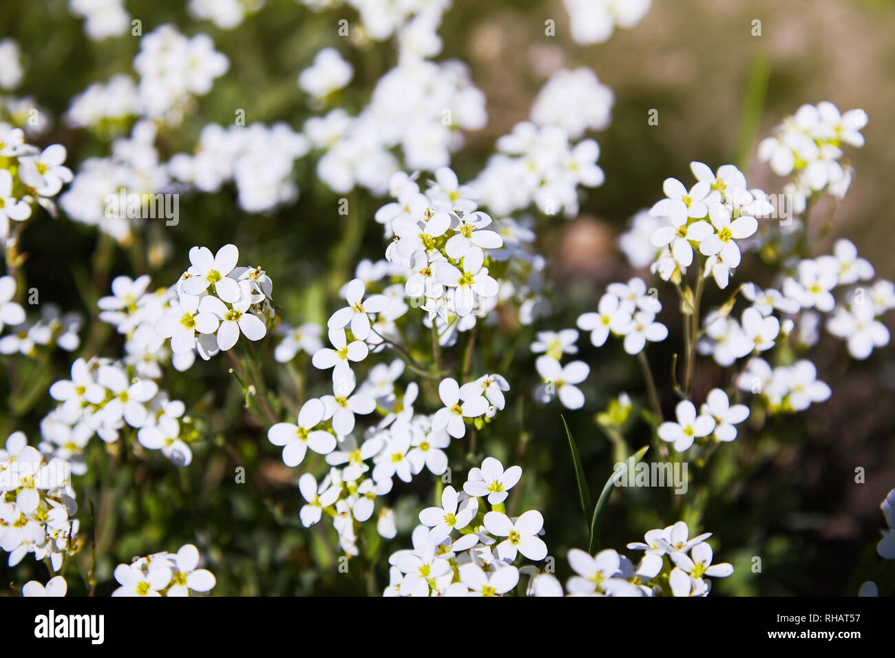 White arabis caucasica flowers in the garden. Arabis caucasica ornamental garden white flowers, mountain rock cress ground cover plant in bloom Stock Photo