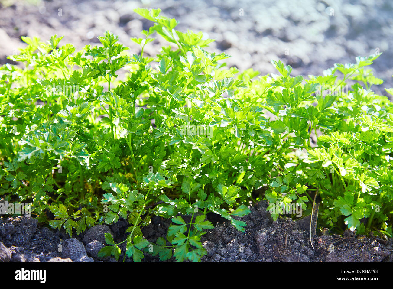 Parsley growing at a farm. Parsley. Petroselinum. parsley leaves. Green