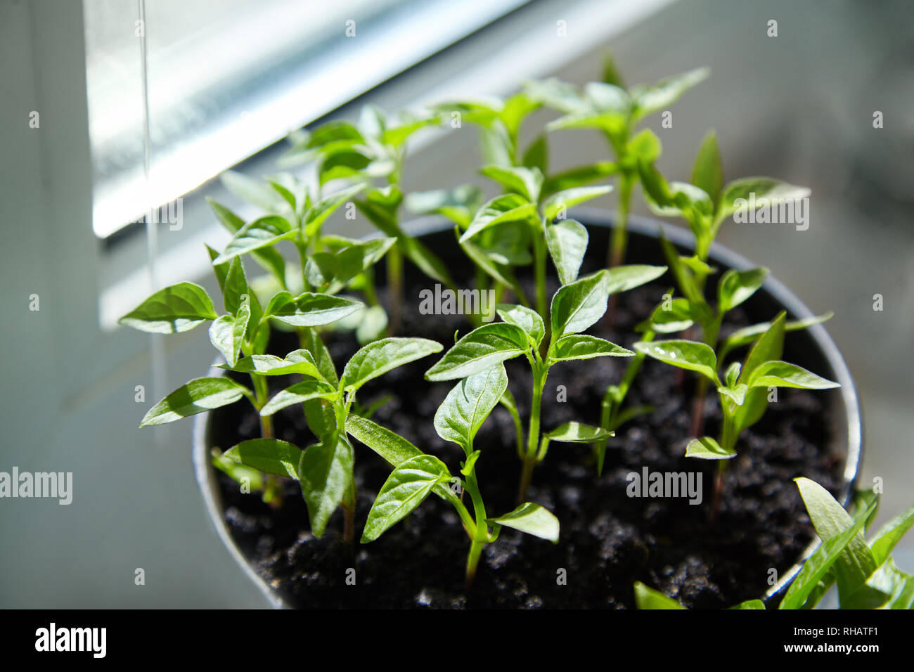 Seedling Of Peppers Young Green Plants Peppers With Leaves Grow