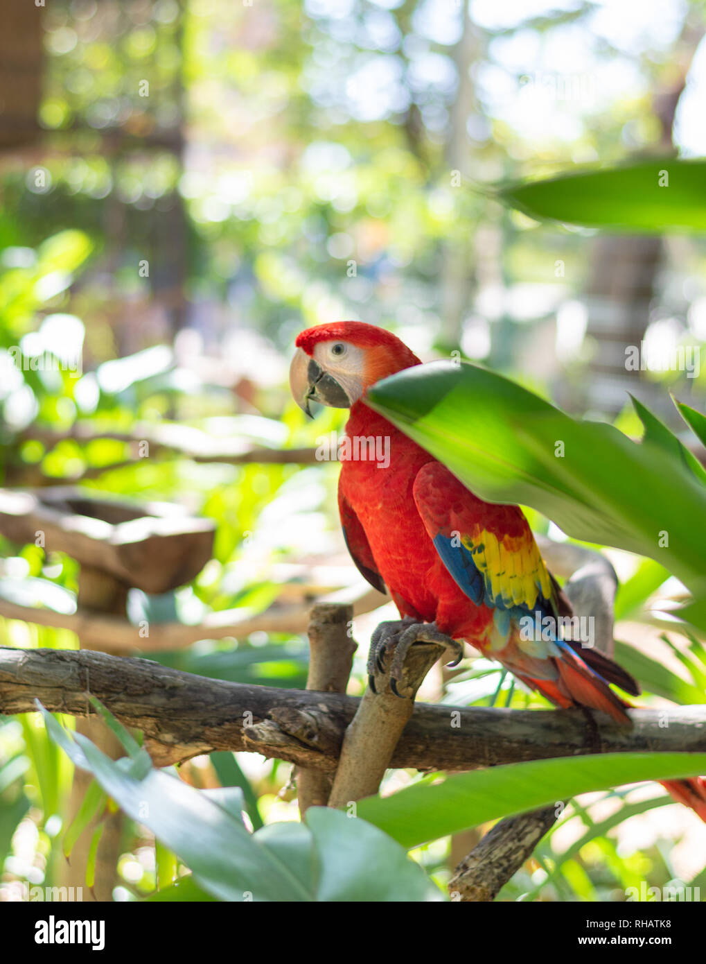 Scarlet macaw side view, sitting on branch, Yucatan, Mexico Stock Photo