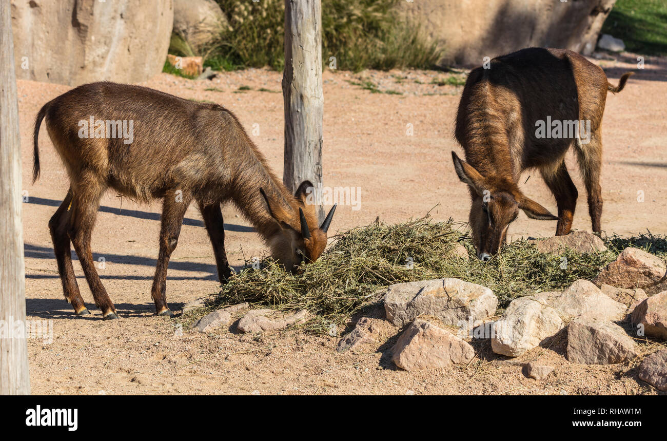 Kobus ellipsiprymnus (family: Bovidae). Common name: waterbuck Stock