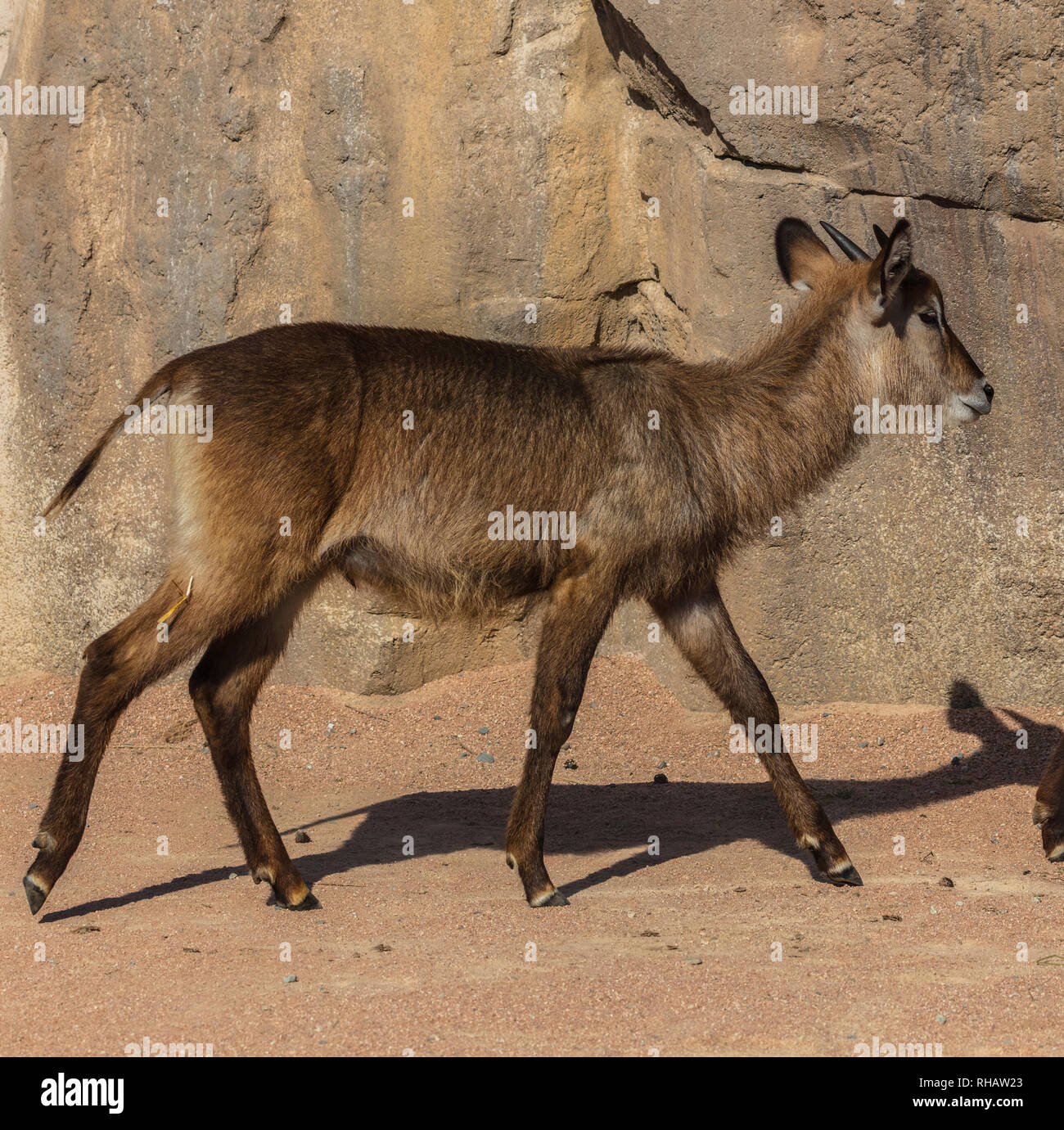 Young Kobus ellipsiprymnus (family: Bovidae). Common name: waterbuck