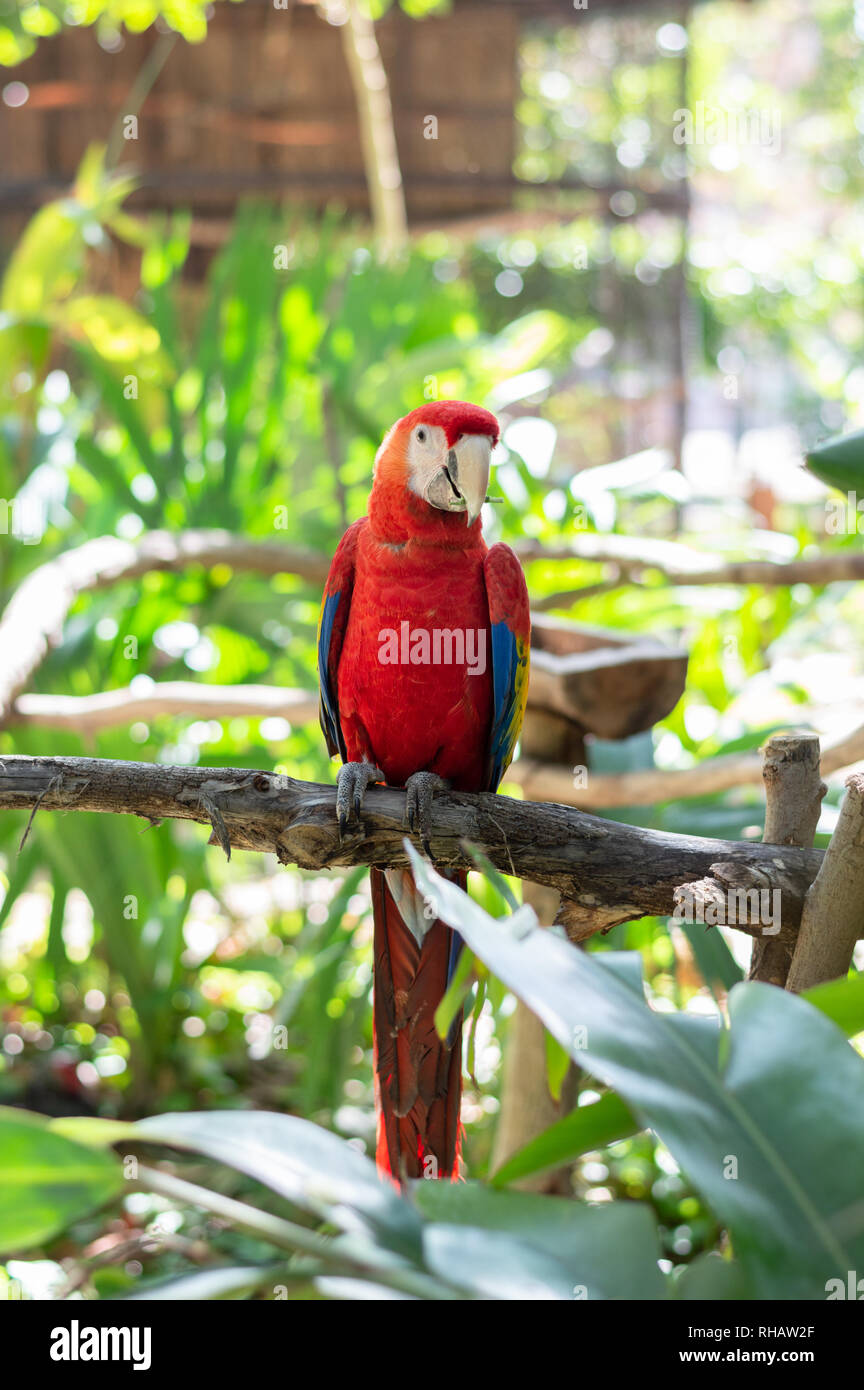 Frontal shot of a Scarlet macaw sitting on a branch in Yucatan, Mexico. Stock Photo