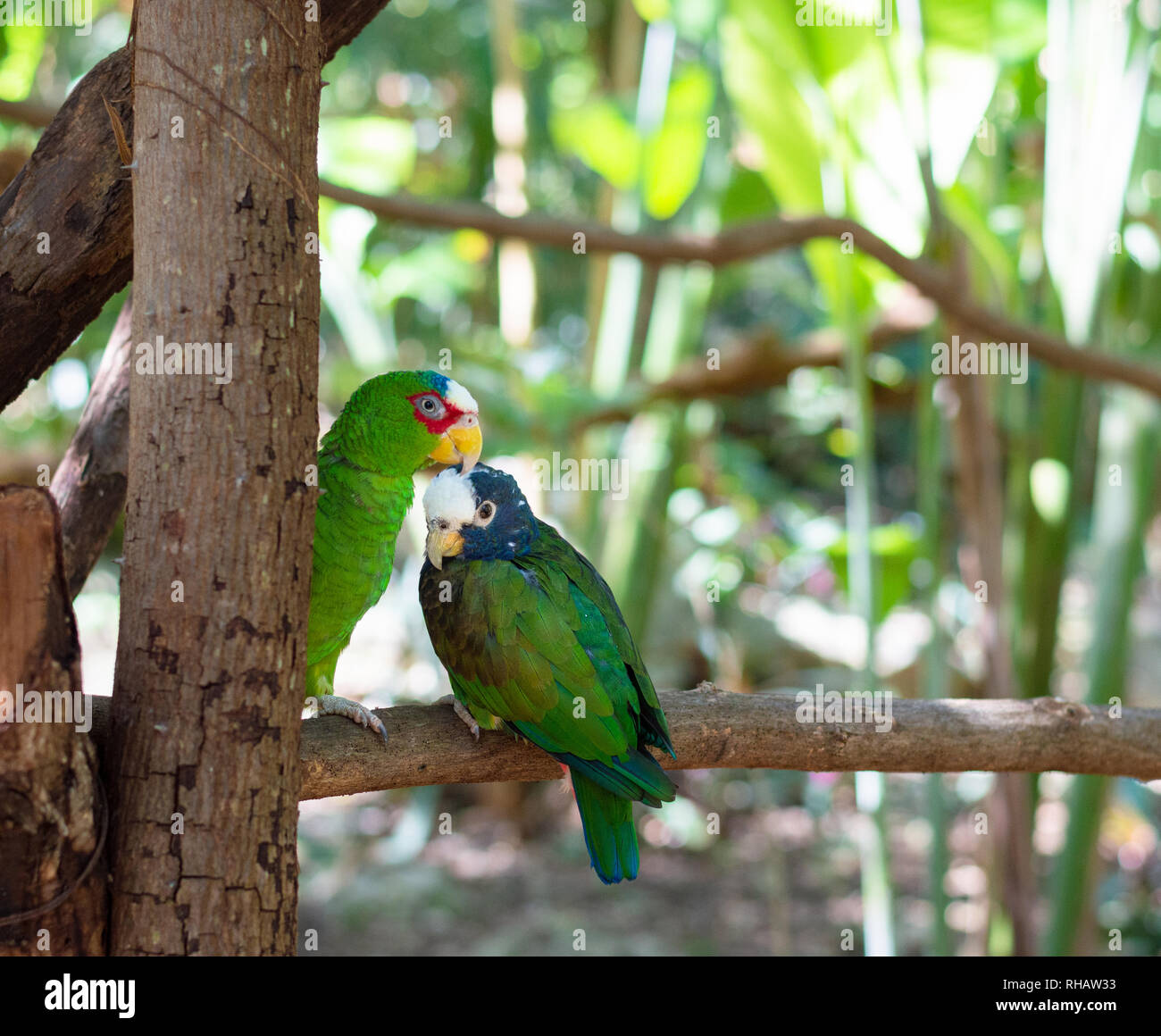 Parrot couple hi-res stock photography and images - Alamy