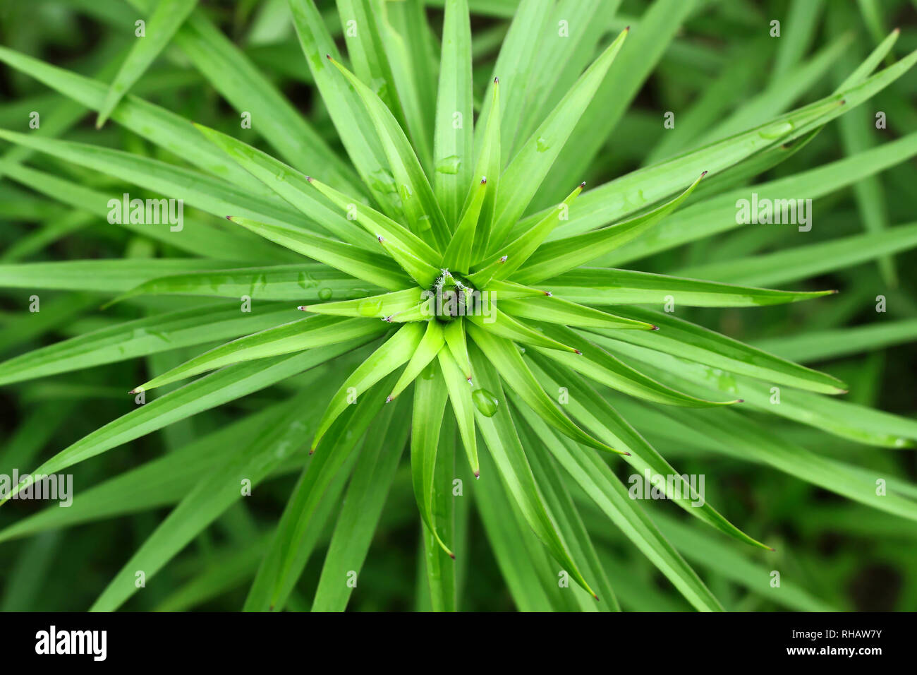 Lily foliage hires stock photography and images Alamy