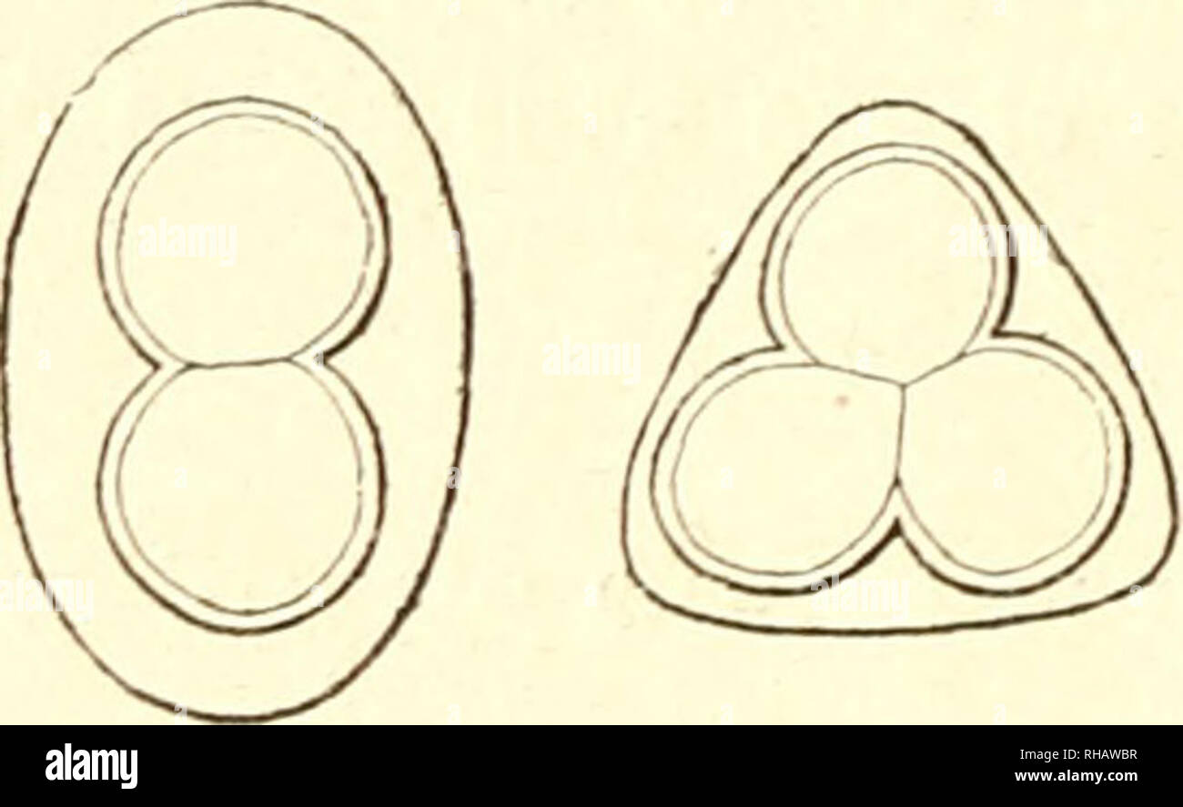 . Botanique cryptogamique pharmaco-mdicale: programme raisonn d'un cours profess l'Ecole suprieure de pharmacie de Paris. Fermentation. . Please note that these images are extracted from scanned page images that may have been digitally enhanced for readability - coloration and appearance of these illustrations may not perfectly resemble the original work.. Marchand, Lon, 1833-1911. Paris, Doin Stock Photo