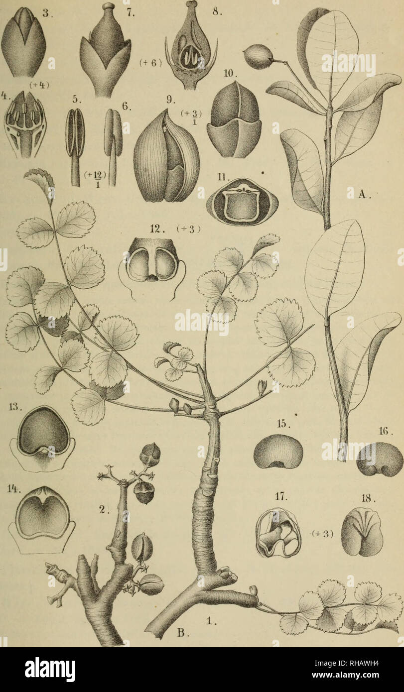 . Botanische Jahrbu?cher fu?r Systematik, Pflanzengeschichte und Pflanzengeographie. Botany; Plantengeografie; Paleobotanie; Taxonomie; Pflanzen. Englen -Bol. Jahrh.X. Bd. Ta/.X. A.Commiphora glaacescem Fngl B. C saxicola Fngl. Enqlep et Pohi del Yerlag v.WiHi.Engelmann,Leipzig LukARsiJjlius Klinkhardt,î.eipzio.. Please note that these images are extracted from scanned page images that may have been digitally enhanced for readability - coloration and appearance of these illustrations may not perfectly resemble the original work.. Engler, Adolf, 1844-1930. Stuttgart : Schweizerbart Stock Photo