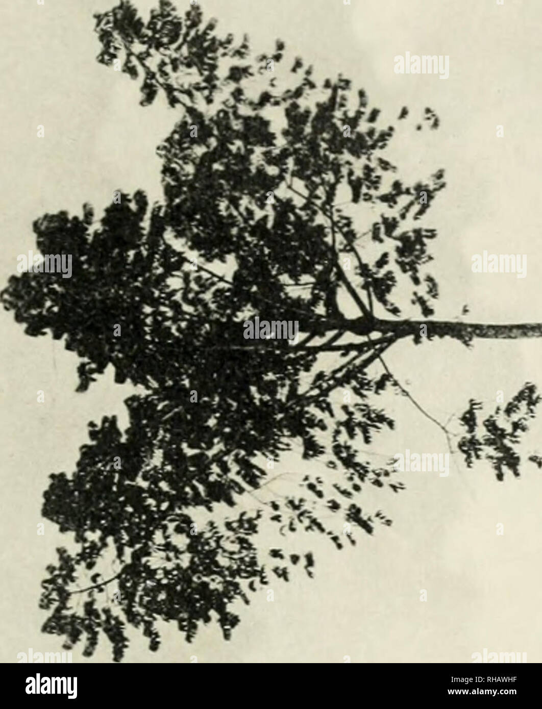 Botanik Botany Tafel 54 Please Note That These Images Are