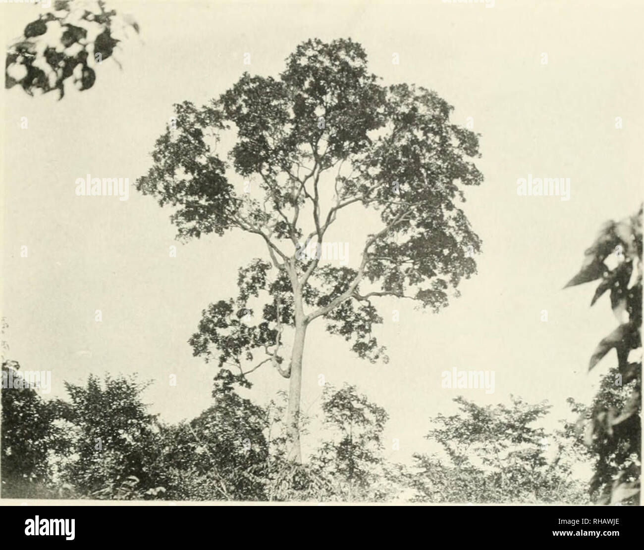 Botanik Botany Tafel 5 Lophira Procera Bei Kribi Please Note