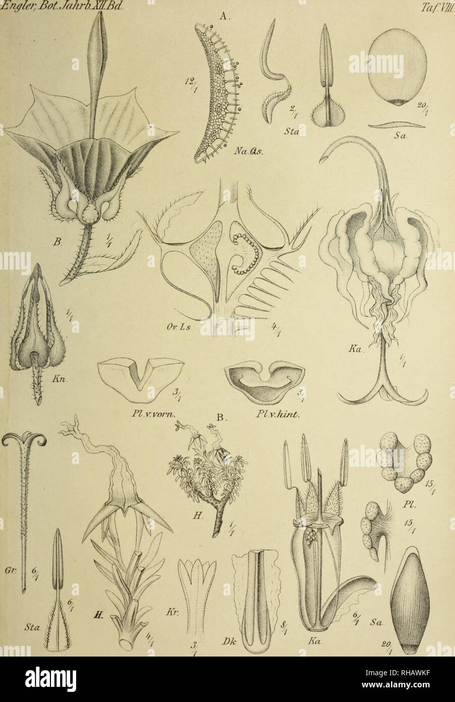 Botanische Jahrbu Cher Fu R Systematik Pflanzengeschichte Und Pflanzengeographie Botany Plantengeografie Paleobotanie Taxonomie Pflanzen A Sicyocoduii Ss Mue Ujh Rceua F Cer Del Verlag V Wilh Engelmann Leipzig Lith Anst Julms Rlmkhardt