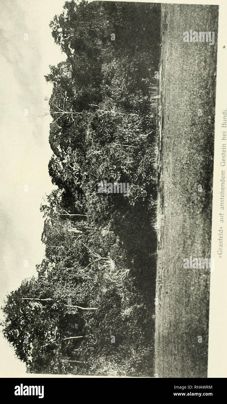 Botanik Botany Tafel 47 Please Note That These Images Are