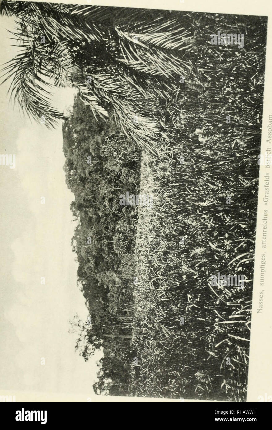 Botanik Botany Tafel 44 Please Note That These Images Are