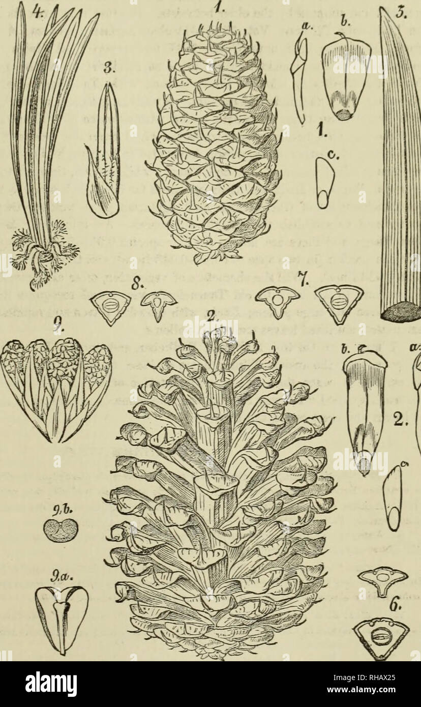 . The botanical works of the late George Engelmann, collected for Henry Shaw, esq. Botany. ON PINUS ARISTATA, ETC. 329 tree, usually 30-50 feet high, though FeiuUer, a trees, of the height of 100-130 feet, on the San V other 5-leaved species. In Colorado it is a fine from the base, lower branches horizontal, upper ones ascending ; wood white, hard, annual rings from J to ^ line, on an average | line wide ; trees become in 250- 300 years about 1 foot thick. Leaves crowded towards the end of the very flexible branches, per- sistent 5 or 6 years, usually 1|-2|, very rarely 1 or 3 inches long ; sh Stock Photo
