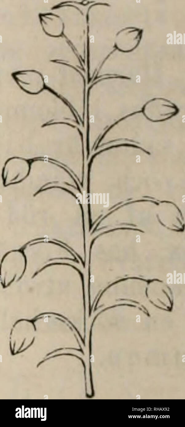 . Botanik. Plants. blommor och ett blomfäste, som vid fruktens mognad ...