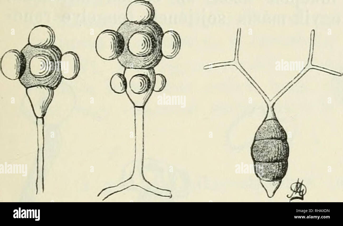 . Botanikai kzlemnyek. Plants; Plants -- Hungary. A GOMBÁK RENDELLENESSÉGEI 113 Példa: a Puccinia malvacearum (6. 31. ábra) és a Puccinia gleehomatis (6. 32. ábra. • 5. Az összetett spórák sejtjeinek száma kevesebb, mint rendesen. Ez a jelenség azért nevezetes, mert gyakran a rozsda- gombák közeli rokon génuszait jellemz? spóra-alakokat isme- rünk fel a módosult spórákban. A Puccinia cnici-oleracei (6. 19. ábra), a Puccinia helianthi (6. 20. ábra) különben két- sejt? teleutospórái az Uromyces génusz egysejt? teleutospórái- hoz lesznek hasonlókká. S?t a soksejt? Phragmidium rubi (6. 21. ábra) t Stock Photo