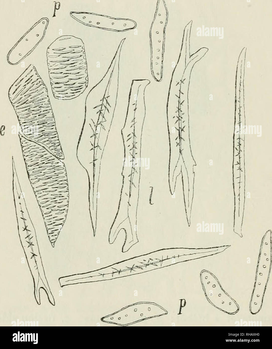 . Botanikai kzlemnyek. Plants; Plants -- Hungary. 32 HOLLENDONNER F. Vizsgálataim azonban arra az eredményre vezettek, hogy a cambium itt csak egyszer?en perforált, rövidtagú, hálózatosán vastagodott edényeket, cellulosa falú, kissé megnyúlt parenchy- mát és elfásüdott, prosenchymás mechanikai elemeket — libri- form-sejteket — választ le (5. rajz) ; ez utóbbiak azok, a melye- ket V r b a keményháncssejteknek nevez és rajzol. Indokolásul azt hozza fel, hogy sehol sem talált átmenetet fasejt és skleren- chyma között. Oly helyen vágva azonban keresztül a szárat, a hol a cambium éppen ezeket hozza Stock Photo