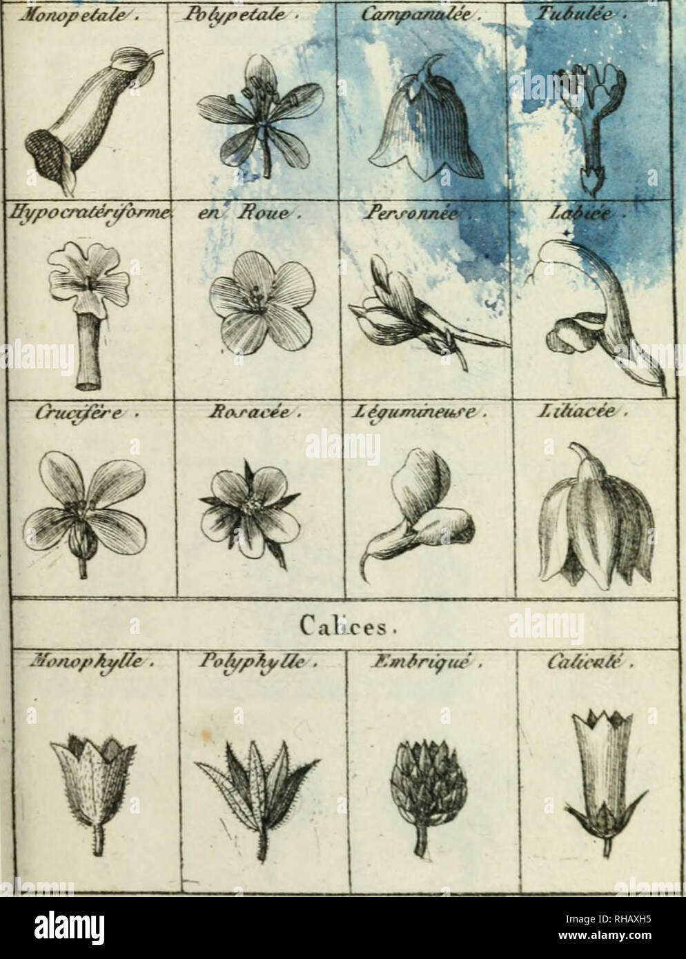 Botanique de la jeunesse. Botany. «pk Formes de La Corolle des Fleurs.  Please note that these images are extracted from scanned page images that  may have been digitally enhanced for readability -