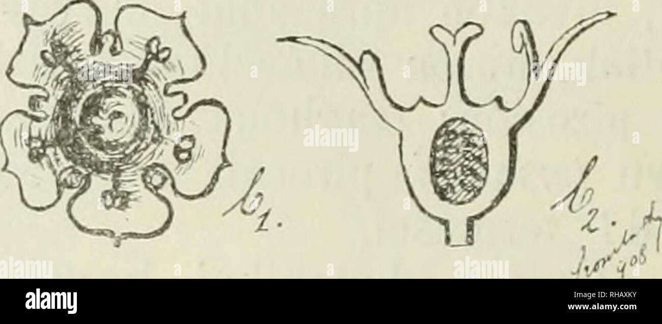 . Botanikai kzlemnyek. Plants; Plants -- Hungary. 5. ábra.' a^ a.^ Ribes rubrum L. ^ virága felsöfnézetben és hosszmetszetben. bi &amp;„ Ribes hortense H e d 1. ^ virága fels? nézetben és hosszmetszetben. [R. vulgare hortense Lam. Encycl. III (1789) 48. — R. sativum S y m e English bot. ed 3 vol. IV (1902) p. 42 tab. 520. B. rubrum Hort. plurimoruni, — non L. — R. domesticum Jancz. Monogr. Grosseil. (1907) 276, ex parte.] Virágzata és levelei majd meztelened?k, majd többé-kevésbbé pelyhesek. Csészéjének hasábjai rónán kiterül?lc, fehéres-zöldesek; maghona tutején apró 6-szögletes kör-red? van. Stock Photo