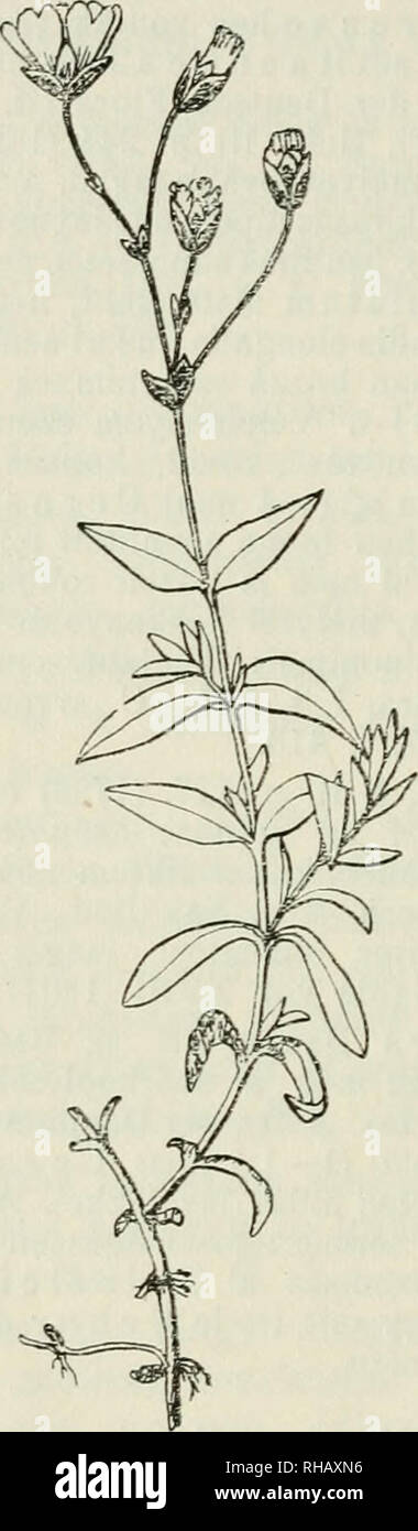 . Botanikai kzlemnyek. Plants; Plants -- Hungary. 68 BORFA 8. Caulibus curvato-adscendentibus, humilibus (ad 20 cm, altis), inferne unifariam pilosulis, superne glanduloso-pilosis, pilis brevissimis subreversis. Foliis infimis oblongis acutiusculis, bas in petiolum attenuatis, ciliatis, superioribus ex ovata basi sensim attenuatis, sublanceolatis, acutis (circiter 6X14 mm) glabrius- culis, margine ciliato-scabris. Floribus numerosis, raro duobus,. 4. kép. Cerastium Lerchenfeldianum Schur és gyakrabban el?forduló levélalakjai. ^Vs). sepalis glandulosis, ovalibus apice membranaceis, petalis magn Stock Photo