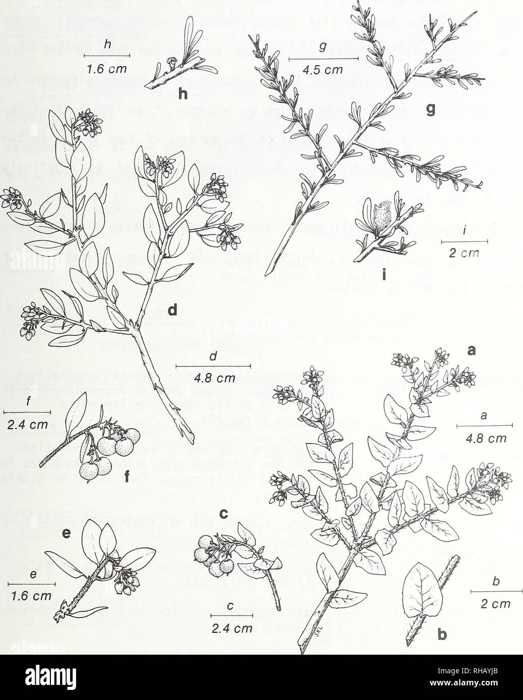 . The Botanical resources of La Purisima Mission State Historic Park, Santa Barbara County, California. Botany. FIG. 27. Selected Regional Endemics: Arctostaphylos purissima — a. branch, flowering, b. leaf and twig, c. inflorescence, fruiting. Arctostaphylos rudis — d. branch, flowering, e. inflorescence and twig. f. inflorescence, fruiting. Prunus fasciculata var. punctata — g. branch, h. leaves, twig, and flower, i. leaves, twig, and fruit.. Please note that these images are extracted from scanned page images that may have been digitally enhanced for readability - coloration and appearance o Stock Photo