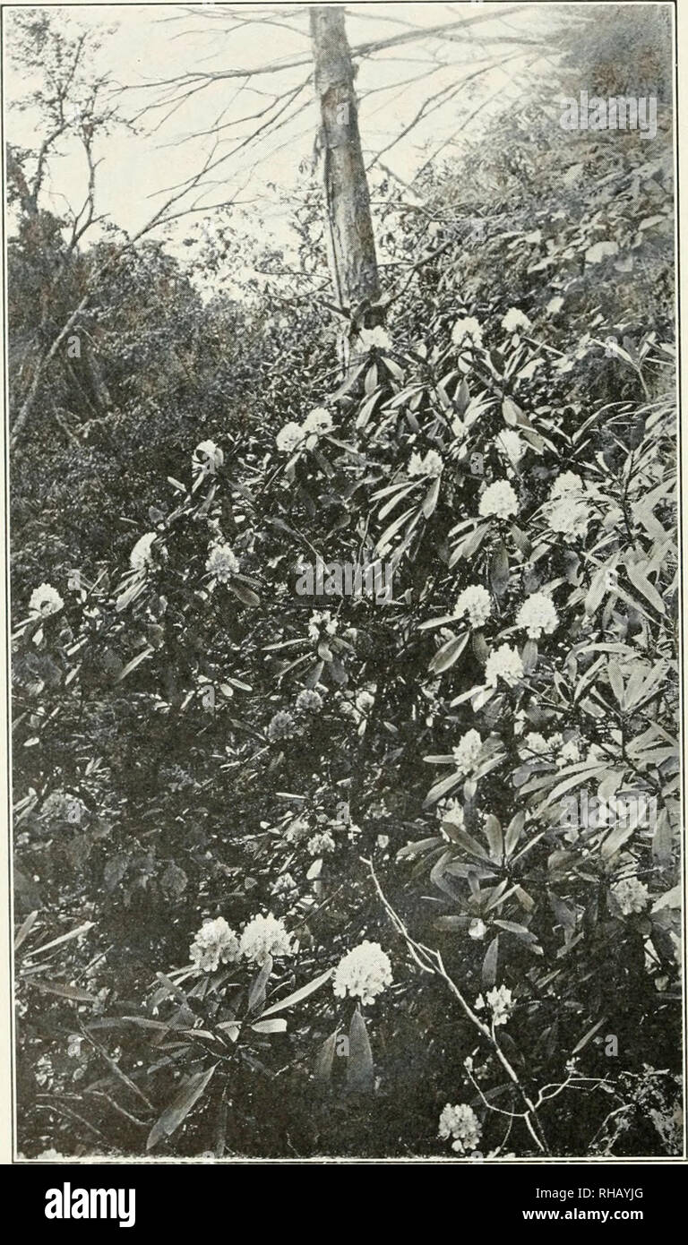 . A botanical survey of the Sugar Grove region. Plant ecology -- Ohio Sugar Grove Region; Plants -- Ohio Sugar Grove Region Classification. 274 OHIO BIOLOGICAL SURVEY (fig. 14), almost without intermixture of other species, either frutes- eeiit or herbaceous. In general, howevei&quot;, a variety of smaller trees. Fig. 14. The Rhododendron at SuKar Grove. —Photo by -J. E. Hyde. and shrubs grow beneath the forest canopy. These are: Hammcmelis vircjiniana Cynoxylon (Cornus) florida Cornus alternifolia Azalea lutea Sydranfifa arhorescens I'ihnrimm arerifniiiim. Please note that these images are ex Stock Photo
