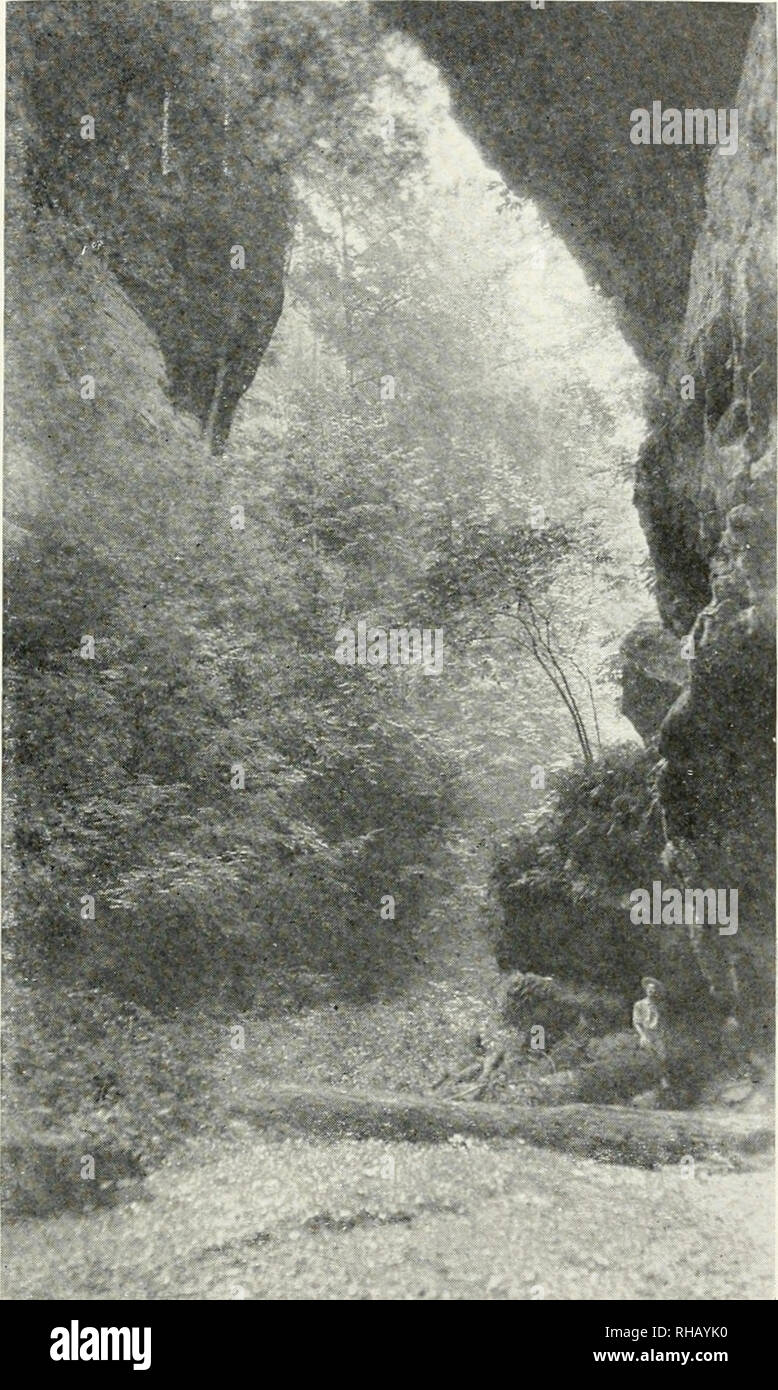 A Botanical Survey Of The Sugar Grove Region Plant Ecology Ohio Sugar Grove Region Plants Ohio Sugar Grove Region Classification Botanical Survey Yugak H E Kegiox 271 In This Region Almost