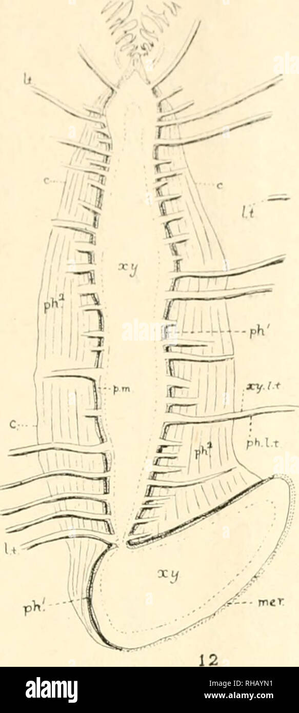 Page 2 Xra High Resolution Stock Photography And Images Alamy