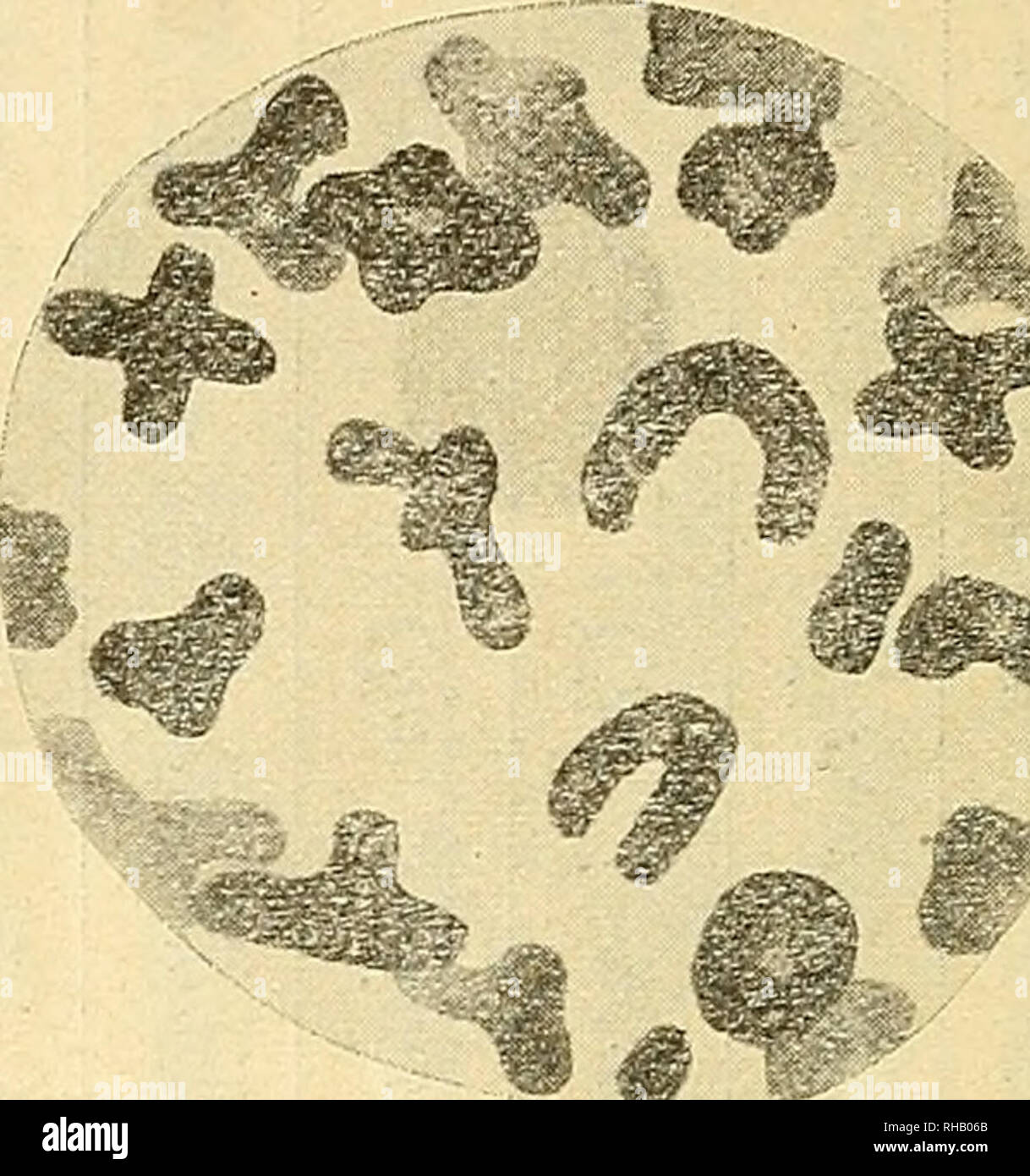 The Botanical Magazine Shokubutsugaku Zasshi Plants Botany A A Ea Aa C A C Eªea C C Ae A Ae Ec Ae C E Aaa A C Aaaa A F A C A A Ae Aea A Aa A A A Aaa A B Aa A A A A Aaa A E Aaaaaaµ 1 C A E C A A J 1p Quot 7 Pollen Mother Cell