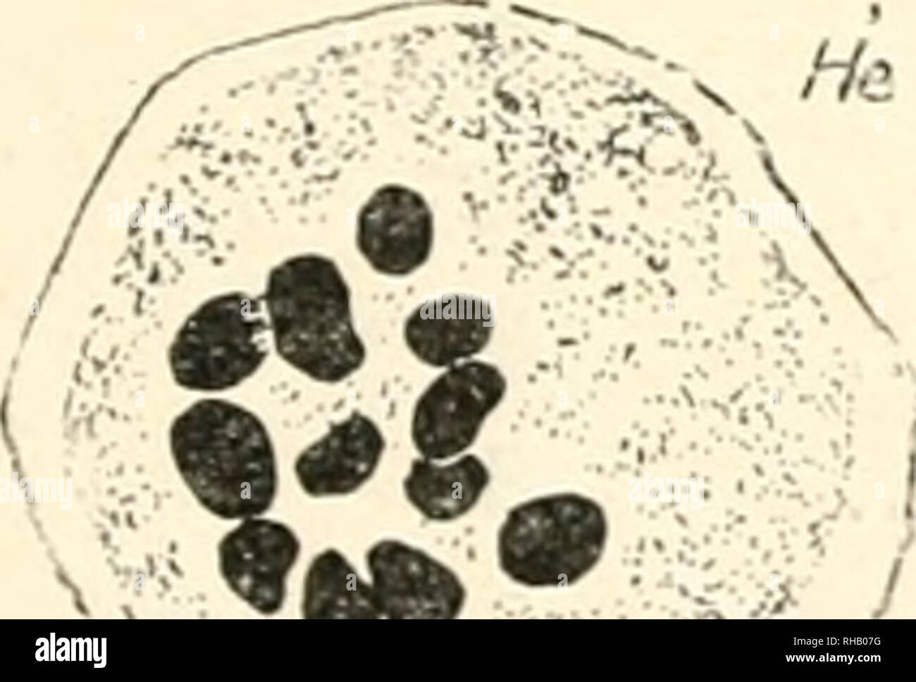 Page 2 Wa Rt High Resolution Stock Photography And Images Alamy