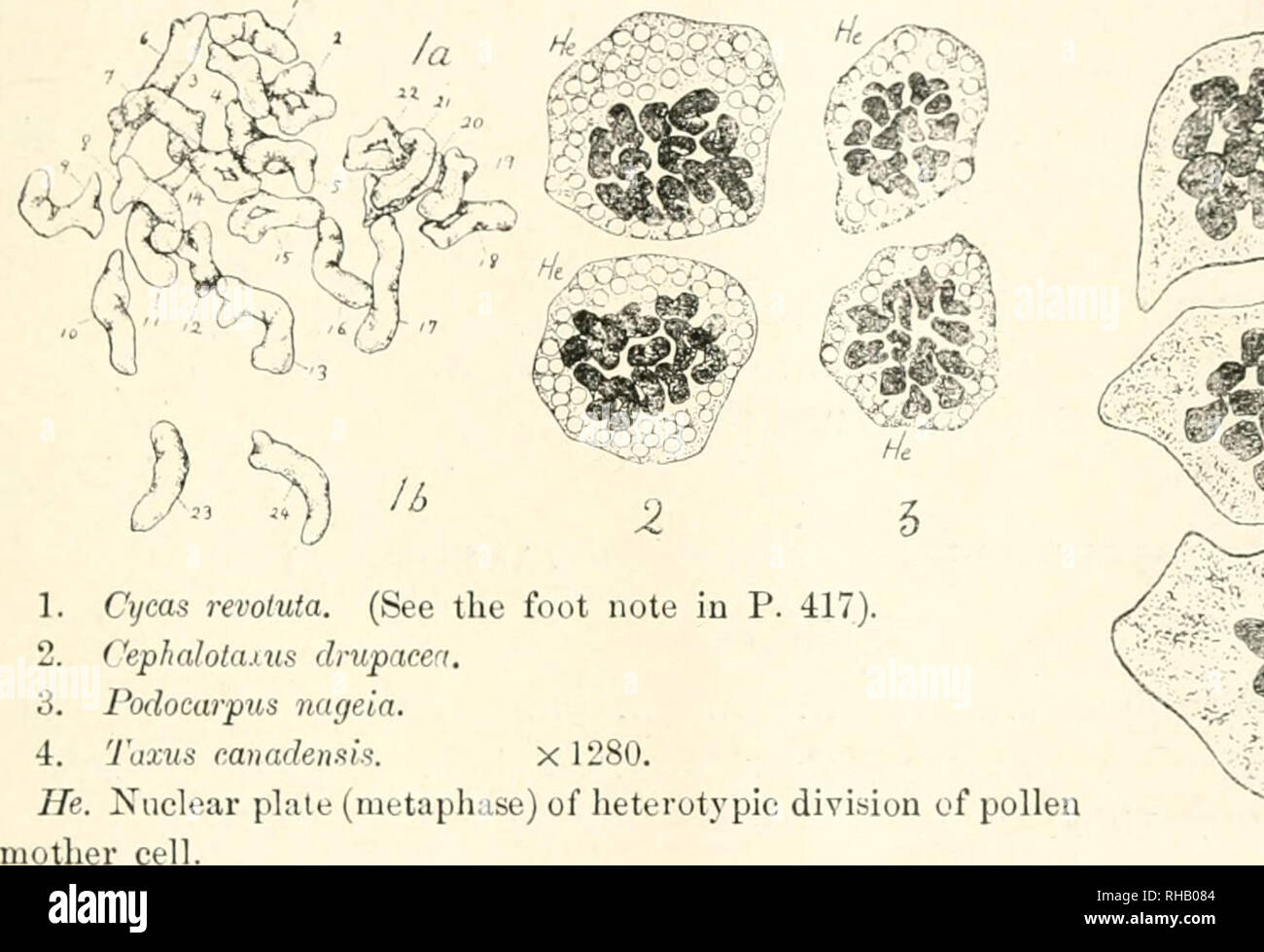 . The Botanical magazine. Plants; Plants -- Japan. /,s'???'.l I?1. —???/': MJ.yiiKI! OF &lt; HllOMOSoMhS Cryptomeria japonica Law SON ? Ann. Hot. is. 1904-. Taxodium disticuni L)oki:k ? Hot. (?az. 3(5.190?{. Tetraclinus articulata Saxton ? Ann. Bot. 27.191?'.. Actinostrobus pyramidalis Saxton ? Ann. Bot. 27.1913. Callitris verrucosa Saxton : Ann. Bot. 24.1910. ?'.? 9 &lt;'i10 12, or11 12 8 8-10. Callitris cupressiforme ±12 C. Muelleri? ±12 Saxton ? Rot. Gaz. 48.1909. Widdringtonia cupressoides 6 Saxton ? Bot. Gaz. 50.1910. Araucaria brasiliensis.… 8 BrRi.iNGAMK ? Bot. Gaz. 55.1913. A. Bidwill Stock Photo