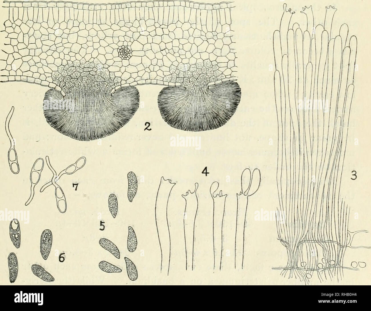 . The Botanical magazine. Plants; Plants -- Japan. August 1912.] s. ITO. AND K. SAW AD A.—A NEW EXO B AS ID IUM-D fSEASE 239 A section through the diseased spot shows the hyphae to be ramifying in the tissue of the leaf and the chloroplastids des- troyed. The hymenium is about 70-90?in thickness. (Fig. 2.) The basidia are cylindrical clavate in shape, and usually produce four sterigmata on the apex. The basidia measure 100-135,&quot; X 3—?&quot;?and the sterigmata 2-3// in length. Each stenVma supports a basidiospore. (Fig. 3, 4.) The basidiospores are oblong-obovate in shape, straight or more Stock Photo