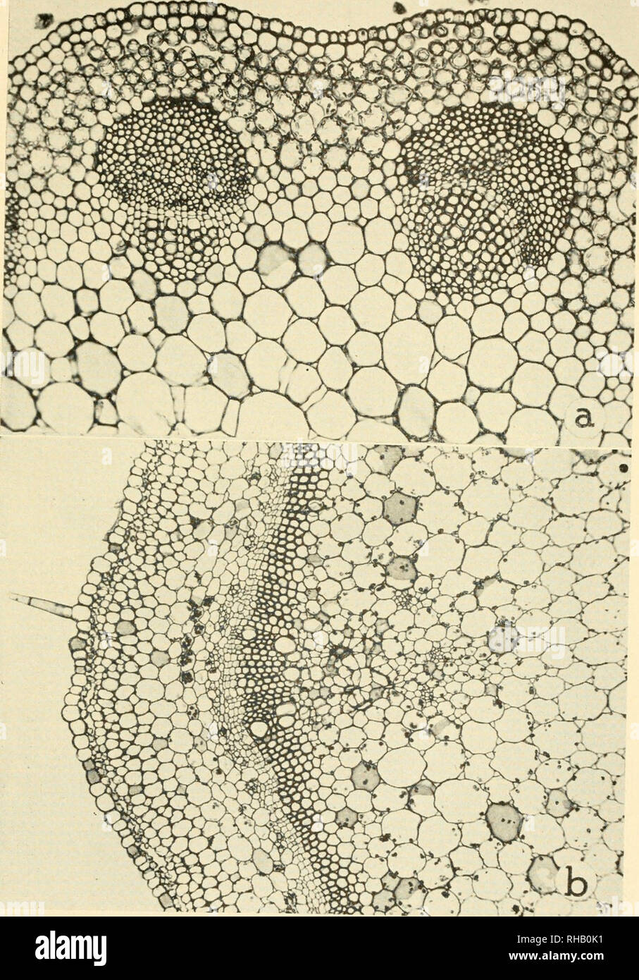 . Botanical microtechnique. Botany Anatomy; Botany Morphology