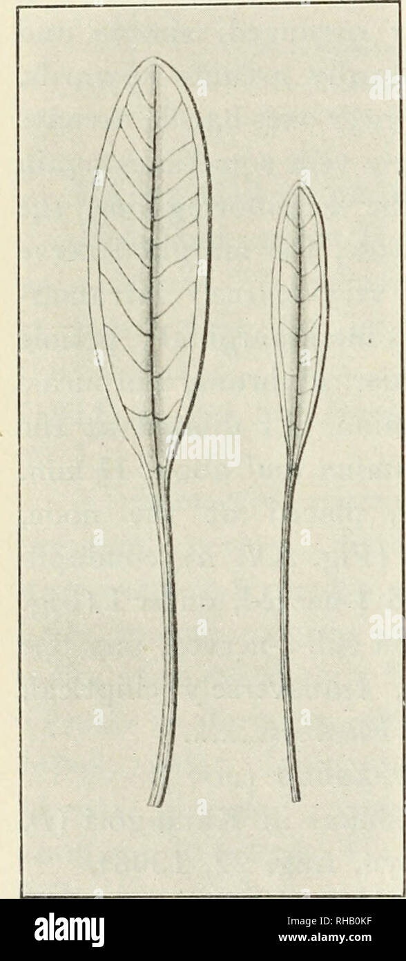 . The Botanical magazine. Plants; Plants -- Japan. 210 THE BOTANICAL MAGAZINE. [Vol. XXVI. No. 307. Bot. Ital. III. p. 301ï¼ï¼et in Lhiiè ¦ï¼XXXV. p.173 ï¼ Journ. Bot. (1875), p.113 ï¼ Matsum. in Bot. Mag., Tokyo, IX.(1895), p. 69 ï¼ Makino in Bot. Mag., Tokyo, X.(1896)ï¼ p. 318. (Fig. XV.) Caulinia ï¼ oyalis R. Br. Prodr. Fl.Nov. Holl. (1810), p. 339. Kernera ï¼ oyalis Schult. Syst. Veg. VII. (1829), p. 170. Halophila ovata F, Muell. Fragm. Phytogr. Austral. VIII. (1872-74). p. 219 ï¼ Hook. fil. Fl. Brit. Ind. Y. p. 663 ï¼ Trimen, Handb. Fl. Ceyl.IV. p.128 ï¼ Ito in Ann. Bot. XIII. (1899), p. Stock Photo
