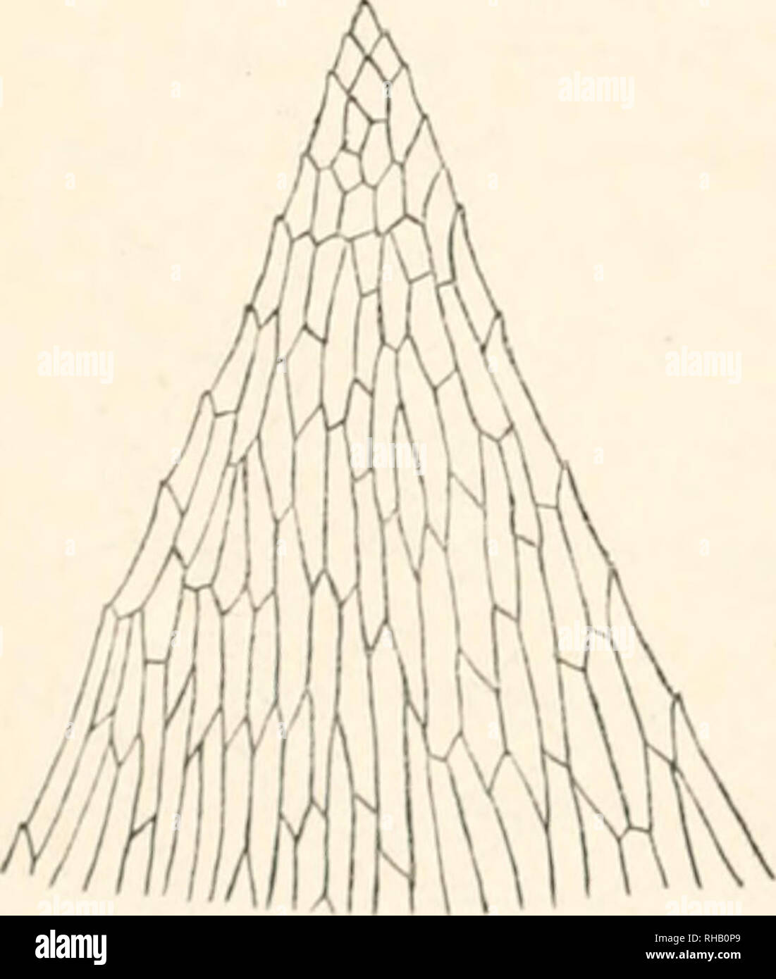 . The Botanical magazine. Plants; Plants -- Japan. Fig. 3. Fig. 4. Sten'gelblatter und Astblattcr gleichformig, etwas entlernt gestellt, ungefaltet, bauch- und rtickenstandige Blatter syramet- risch, platt anlien;end und ab- wechselnd nach lechts unci links gcneigt, seitenstandige mehr oder minder unsymmetrisch, in der Stengelebene zweizeilig ab- stehend, mit abwcchseliid rechts und links eingeschlagenen Flti- geln, aus enger herablaufeuder Basis eilanzettlich, scharf zu- gespitzt, 2,2-3 mm lang, 0,9-1,85 mm breit, an der Spitze mehr oder minder klein gezahnt ? Rippe ungleich zweischenkelig, a Stock Photo
