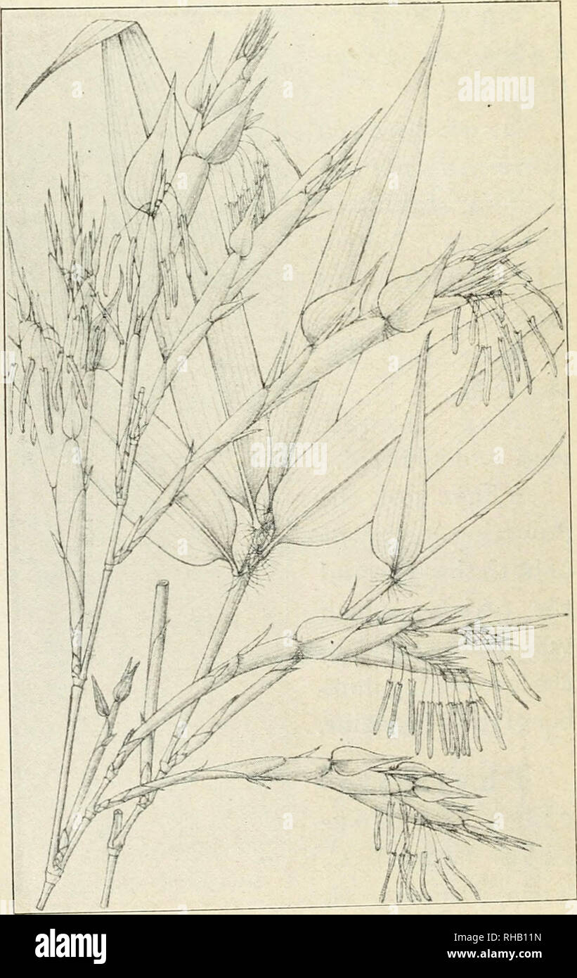 . The Botanical magazine. Plants; Plants -- Japan. 20 THE BOTANICAL MAGAZINE. [Vol. XXVI. No. 300. Bambusa reticulata Rupr. Bamb. Monogr. in Mem. Acad. Petersb. S6r. 6, V.(1839)? p. 14.8. Phyllostachys hamhusoides Sleb. et Zucc. in Abh. Akad. Muench. III. 2? p. 746, tab. 5, fig. 3 ? Makino in Bot. Mag., Tokyo, XIV. (1900), p. 63 (Jap.). Phyllostachys megastachya SLciul. in Flora (lSi6)? p. 21, et Syn. Gram. p. 339. Phyllostachys macrantha Sieb. et Zucc. in Flora (1846), p. 34.. Bambusa hi/olia Sieb. ex Mnnro in Trans. Linn. Soc. XXVI. p. 36. Bambos ma- take Sieb. Syn. PI. Oecon. Jap. p. 4. Bam Stock Photo