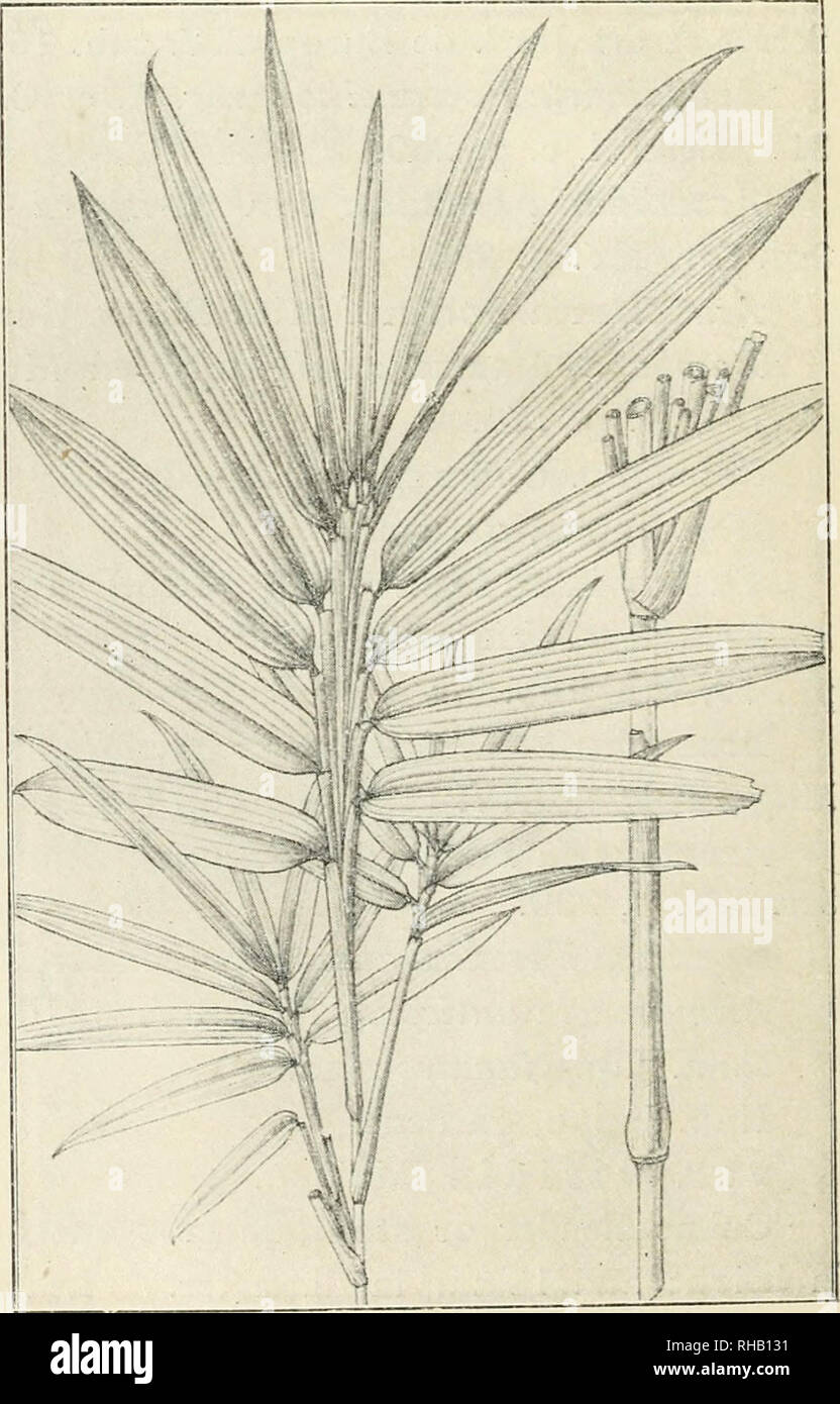 . The Botanical magazine. Plants; Plants -- Japan. 16 THE BOTANICAL MAGAZINE. [voi. xxvi. No. soo- usually rounded or rounded-obtuse at the base, shortly petiolate, chartaceotts, 4-25 cm. or sometimes 29 cm. long, |—3| cm. broad ? veins 3 — 7 on each side of the midrib ? vemiles finely tessellate. forma a. pubescens Makino. Arundinaria variabilis forma foliis pubescentibus Makino in Bot. Mag, Tokyo, XIY. (1900), p. 62 (Jap) Leaves pubescent beneath. Nom. Jap. Ke-nezasa. Hab. Japan. forma b. glabra Makino. Arundinaria variabilis forma oiiis glabris Ma- kino in Bot. Mag., Tokyo, XIV. (1900), P.  Stock Photo