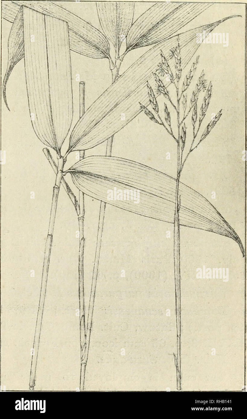 The Botanical Magazine Plants Plants Japan Observations On The Flora Of Japan Continued From Vol Xxv P 258 By T M A K I N 0 Sasa Makino Et Shibata