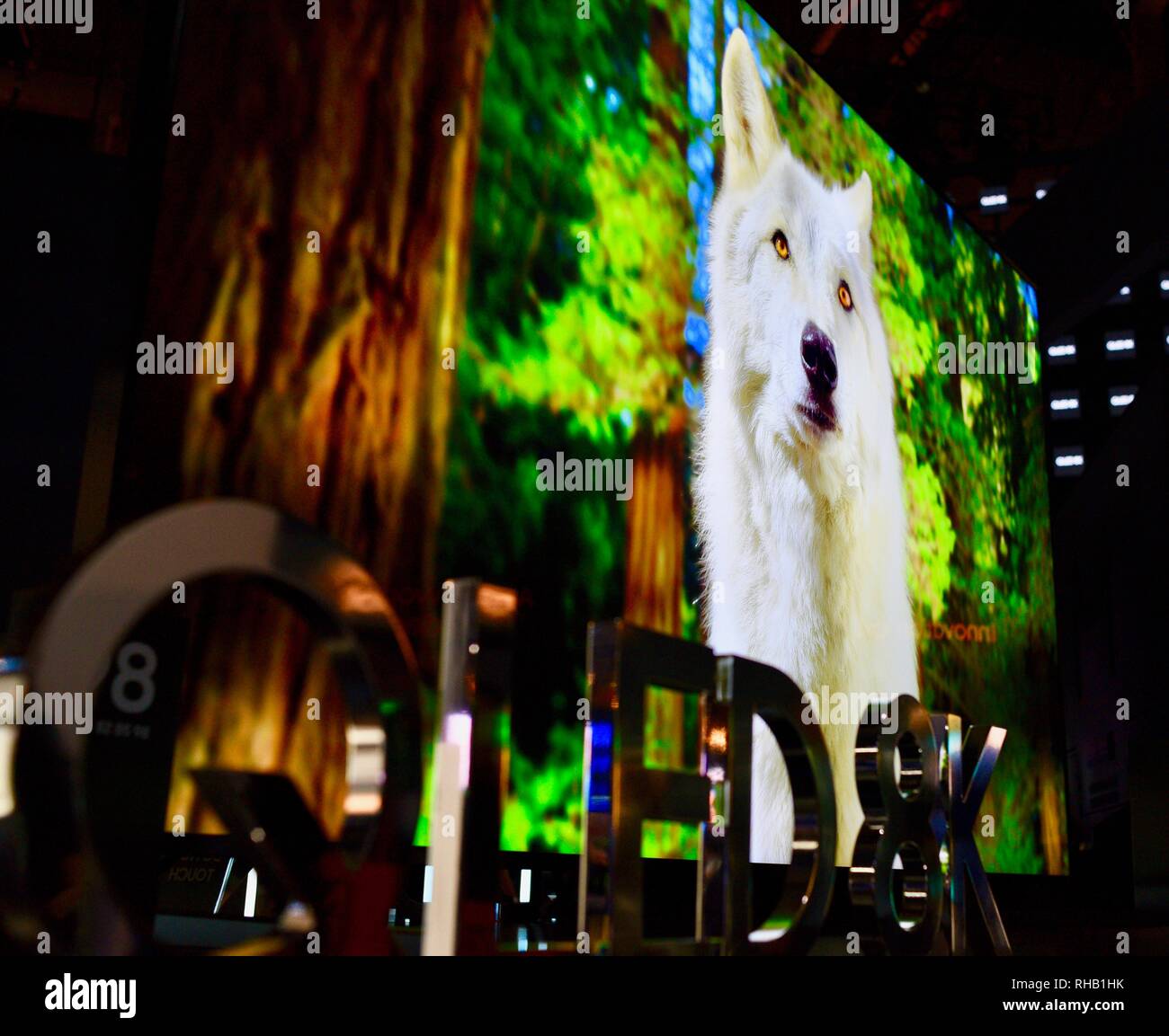 Close up of wolf viewed on Samsung QLED 8K TV (television) in exhibit booth at CES, world's largest consumer electronic show, Las Vegas, NV, USA Stock Photo