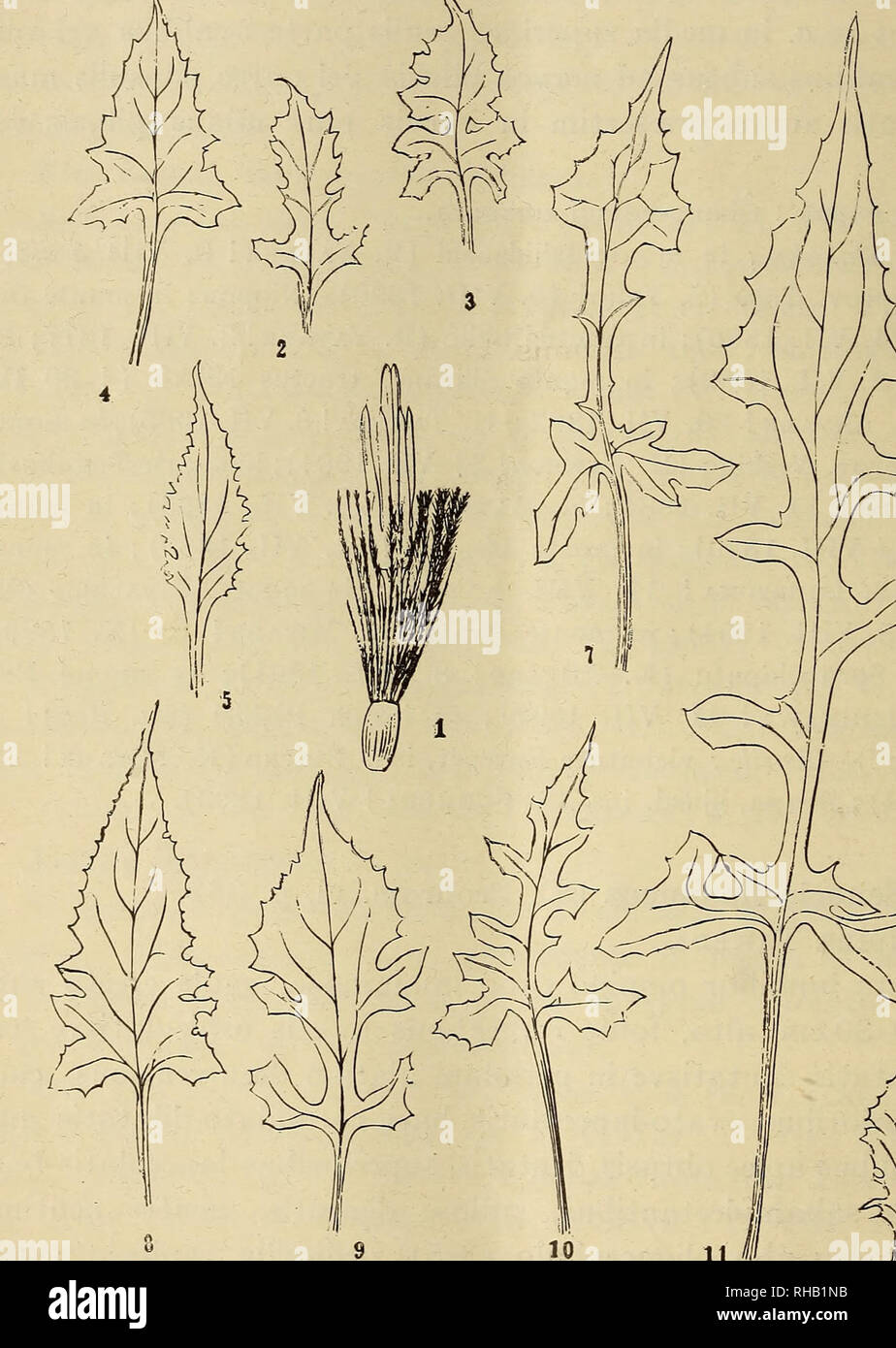 . The botanical magazine = Shokubutsugaku zasshi. Plants; Botany. 68 THE BOTANICAL MAGAZINE. [Toi. xxiy. no. 278. Hab. Nippon : in regione alpina montium Yatsugatake (T. Yama- NAKA ?12. VIII. 1906) ? in monte Shironma (Y. Numajiri ?15. VIII. 1909). Flosculus, augutur, Saussurca kai-montana Takeda. -6. Forma b. minor: 2. Fol. superior. Forma a. major: Folia inferiorn. 2-11.X ms Fol. 10. Saussurea (Benedictia) kai-montana Takeda. Planta juvenilia pubescens mox glabrescens. Caulis gra-. Please note that these images are extracted from scanned page images that may have been digitally enhanced for Stock Photo