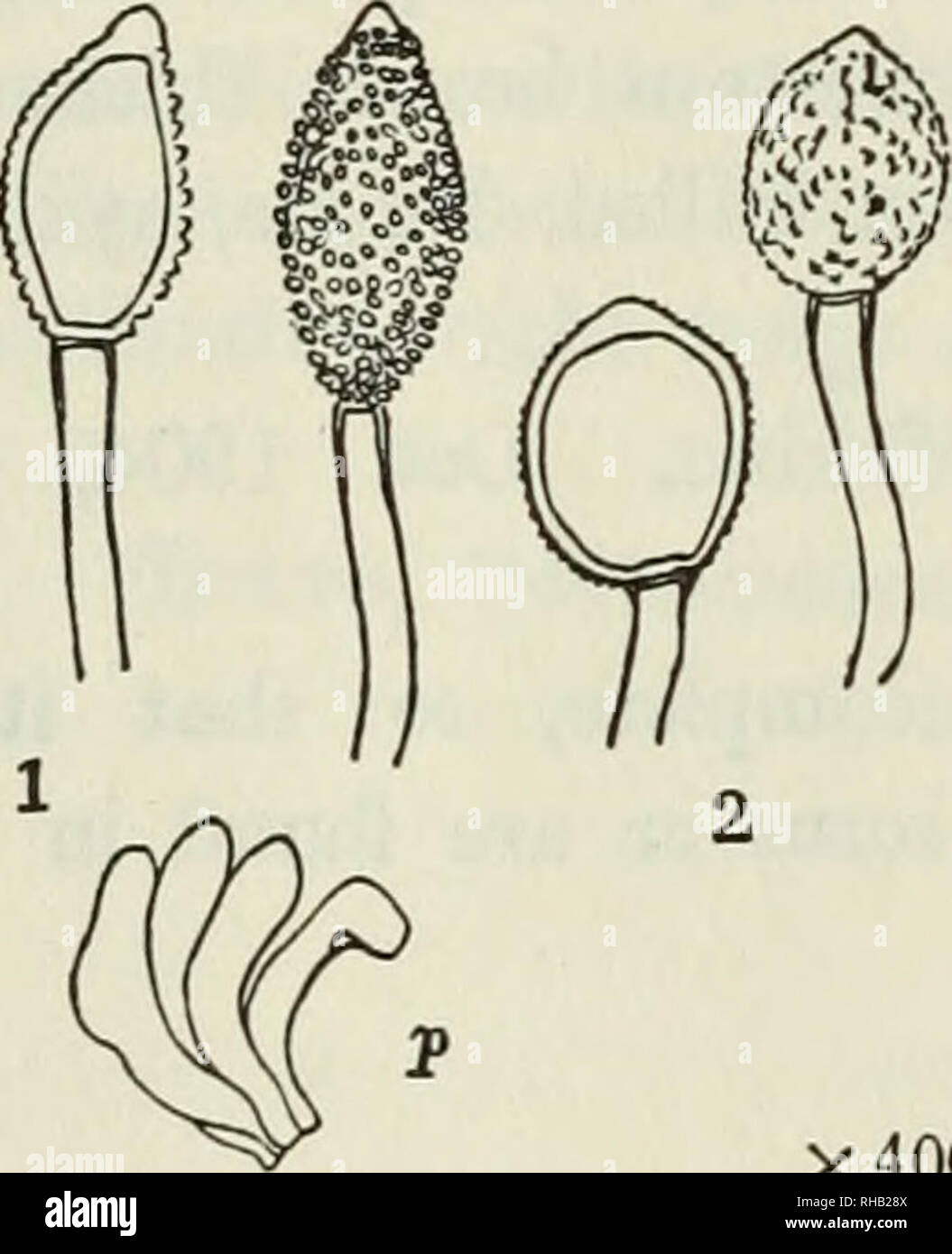 . The Botanical magazine. Plants; Plants -- Japan. 84 BOTANICAL MAGAZINE. [Vol. XIX, 1)S. Kusano, Notes on the Japanese Fungi. I. Uredinefe on Sophora. Bot. Mag. XVIII. 1904. p.1. Uromyces amurensis Kom. (Hedw. 1899. p. (54)) Syn. U. Oedipus Diet. (Eng. Bot. Jahrb. Bd. XXXIV. 1905. p. 583). This fuDgus was first discovered by Komarow on Oladrastis amurensis Benth. eastern Siberia (1895-1896) and is known also in Japan on the same host from the following localities ?? Teleutostage?Sapporo in Hokkaido. Oct. 1889 (K. Miyabe). Uredo and teleutostage?Mt. Fuji. Aug. 1901(K. Tamura). Aecidiura, uredo Stock Photo