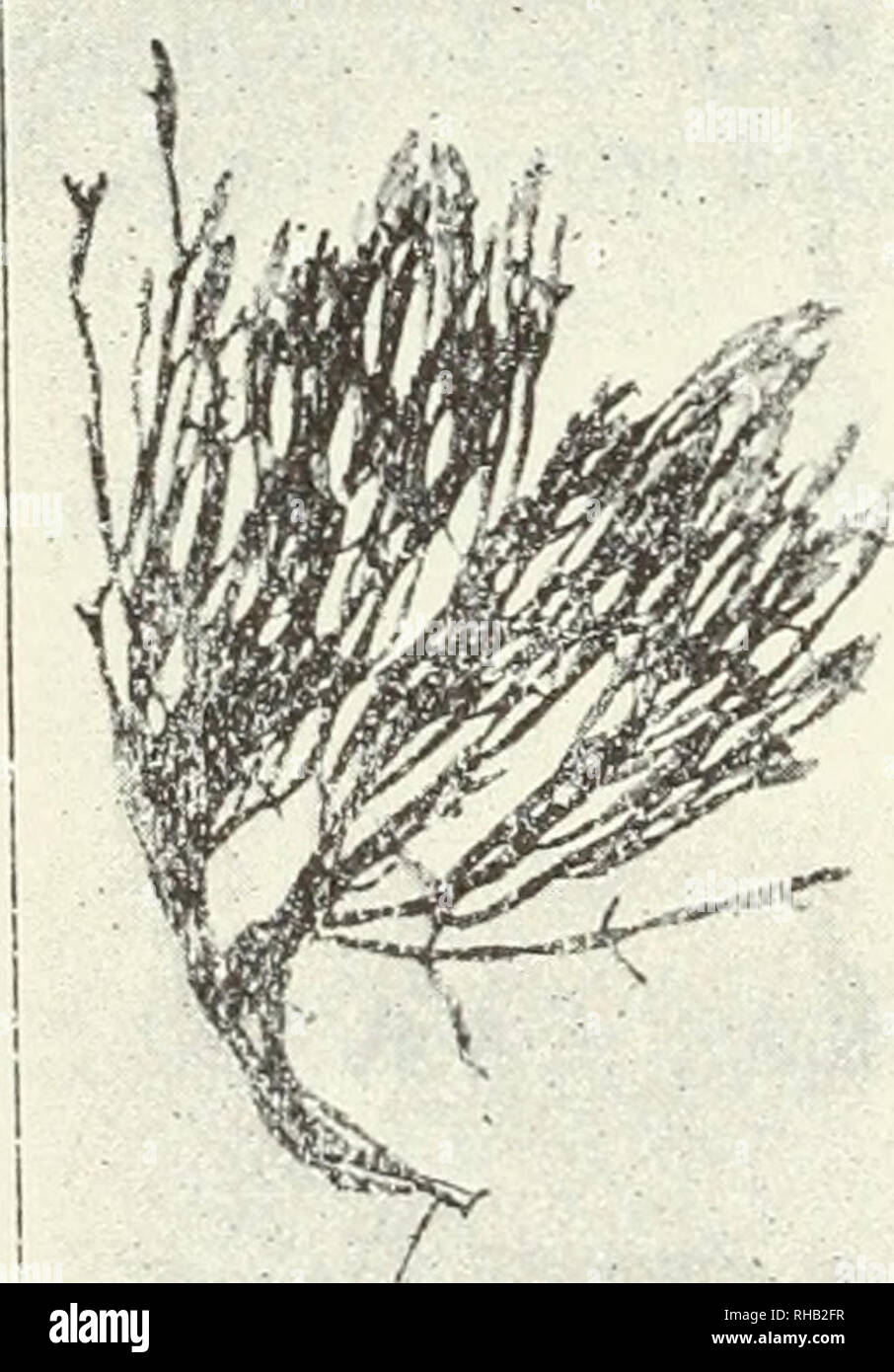 . The Botanical magazine. Plants; Plants -- Japan. A'? OK AMUR A, TJST OF MARTN ALGJE COLLECTED. [vol, xvnr. Gracilaria lichenoides (L.) Harv.-J. Ag. Sp. Alg. II? p. 588 ; Epicr p. 412.—Fucns lichenoides L. in Turn. Hist. Fuc. t.118, fig. a. Torres Str. (T. Nishikawa). Geogr. distr.: Ceylon ? Java ? Australia. Hvpnea pannosa J. Ag. Sp. Alg. x 4?,3 ? Epir. V- ^5.-Kuetz. Tab. 'Phyc. XVIII, t. 27. 8ai[&gt;an (S. Ayabe). Geogr. distr.: Mexico ? Indian Ocean. Rhodymeniaceae. Charapia parvula (Ag.) J. Ag. Epir. p. 303.—Lomentaria parvula Knetz. Tab. Pliyc. XV, t. 87? f. a-b.—Chylocladia parvnla Har Stock Photo