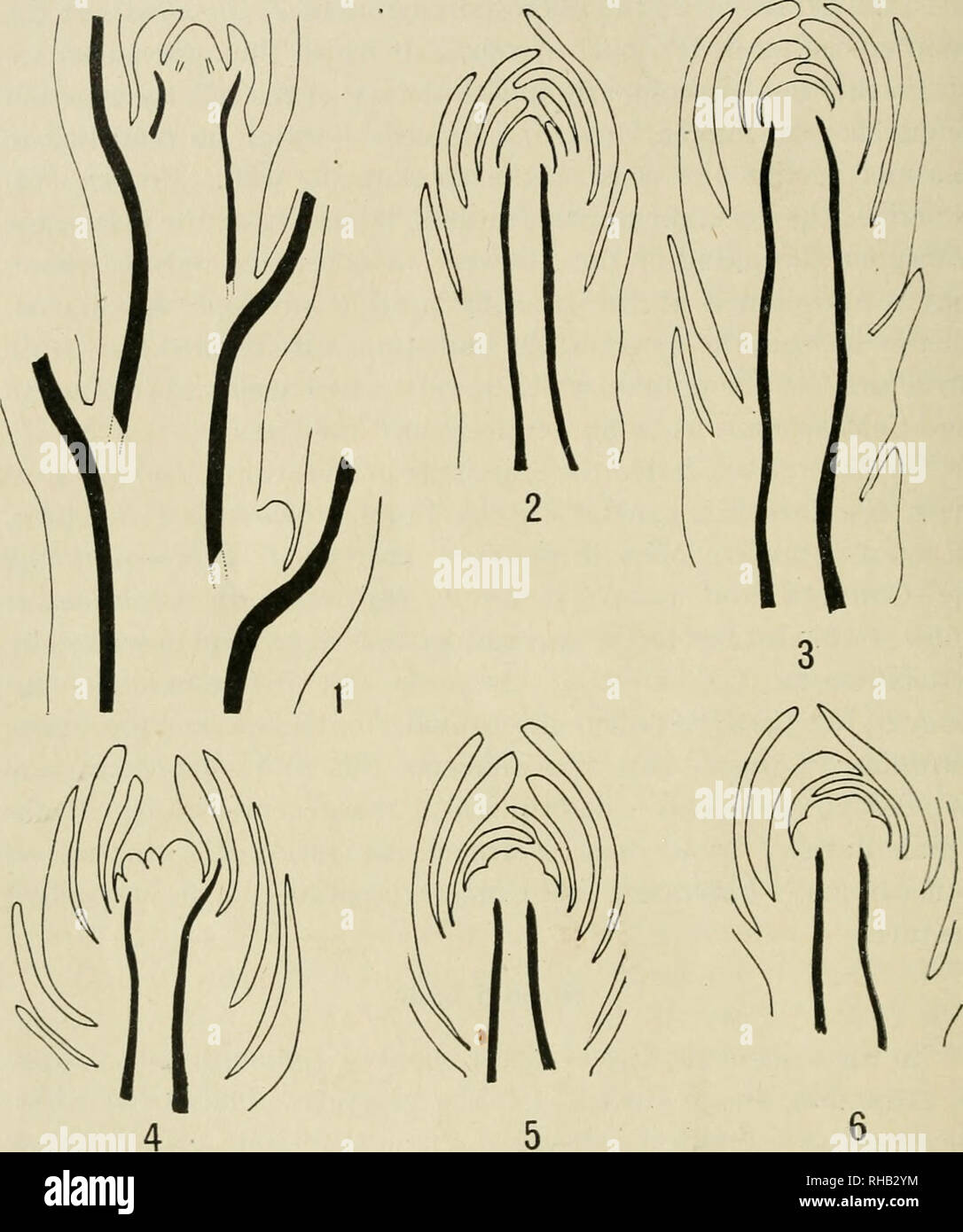 Botanical gazette. Plants. 348 BOTANICAL GAZETTE [NOVEMBER The