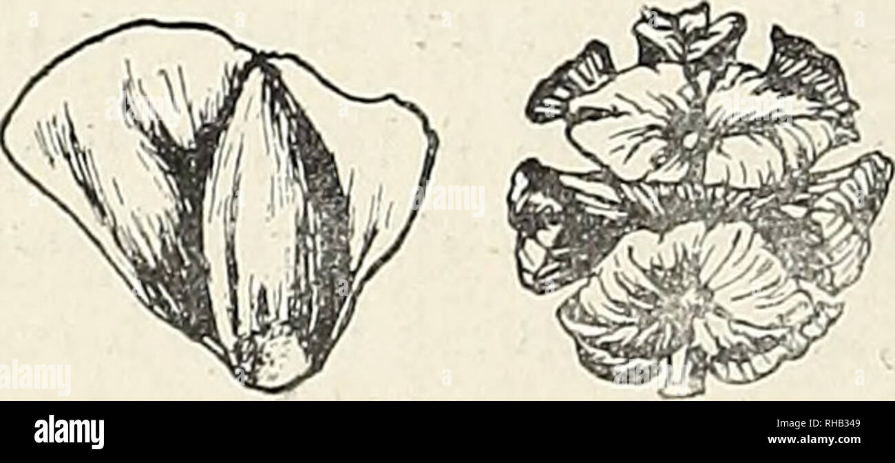 . The botanical magazine = Shokubutsugaku zasshi. Plants; Botany. iiff THE BOTANICAL MAGAZINE. [Vol. XXXI. No. Fokienia Henry et Thomas. in Gard. Chronic. 1911, Feb. p. 67, Fig. 32-33 ? Patschke in Engl. Jahrb. Vol.48, p. 6 /o; Cnpressus Hoagmsn Dunn, in Jo?.Linn. Soc. XXXVIII. (1908) p. 367. Fokienia Kawan Hayata sp. nov. Arbor. Rami juveniles graciles, folns 4 vcrticillatis, dorsalibus ventralibusque fere toto aclnetis clavato-cuneatis 7 mm. longisIJ mm. latis apice subito cuspidatis apice liberis, partibus liberis cuspidato-triangularibus 1^ mm. latis1mm. longis ?lateralibus semisagittiform Stock Photo