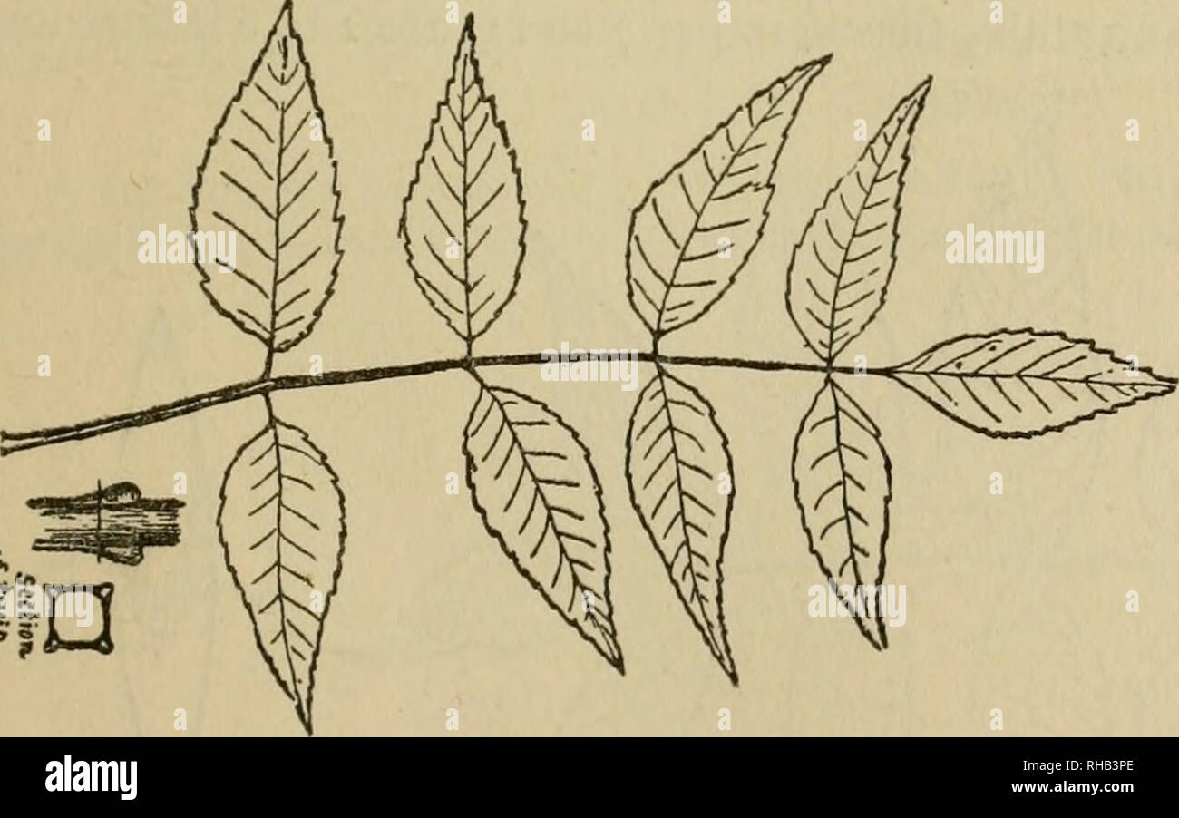 . The book of woodcraft and Indian lore. Natural history; Camping; Outdoor life; Indians of North America. Blue Ash. (Fraxinus quadrangulata) A tall tree of the Mississippi Valley, over loo feet high. Wood light yellow, hard, close, heavy. A cubic foot weighs 45 lbs. Leaflets 7 to II, 3 to 5 inches long. &quot;The inner bark yields a blue color to water; hence its name.&quot; &quot;It may be distinguished among ashes by its peculiar, stout, four-angled, four-winged branches.&quot; (Keeler.). Please note that these images are extracted from scanned page images that may have been digitally enhan Stock Photo