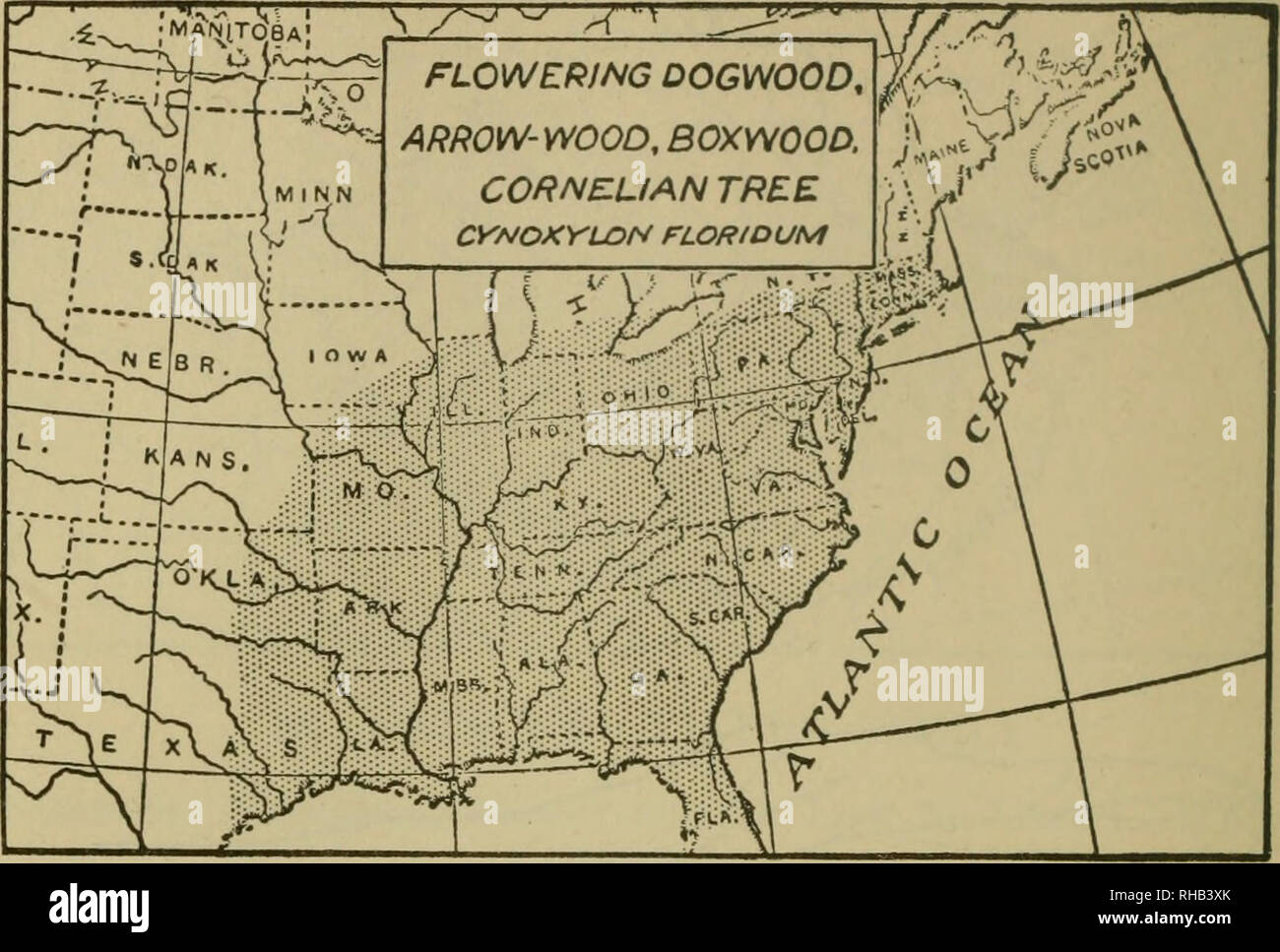 . The book of woodcraft and Indian lore. Natural history; Camping; Outdoor life; Indians of North America. 452 The Book of Woodcraft. 21. CORNACE^ — DOGWOOD FAMILY Flowering Dogwood, Arrow-wood, Boxwood, Cornelian Tree, (Cynoxylon floridum) A small tree 15 to 20 feet, rarely 40, with bark beautifully pebbled or of alligator pattern. Wood hard, close, tough, strong, and heavy, a cubic foot weighing 51 lbs. Noted for its masses of beautiful white bloom in spring. A tea of its roots is a good substitute for quinine. Leaves 3 to 5 inches long.. Please note that these images are extracted from scan Stock Photo