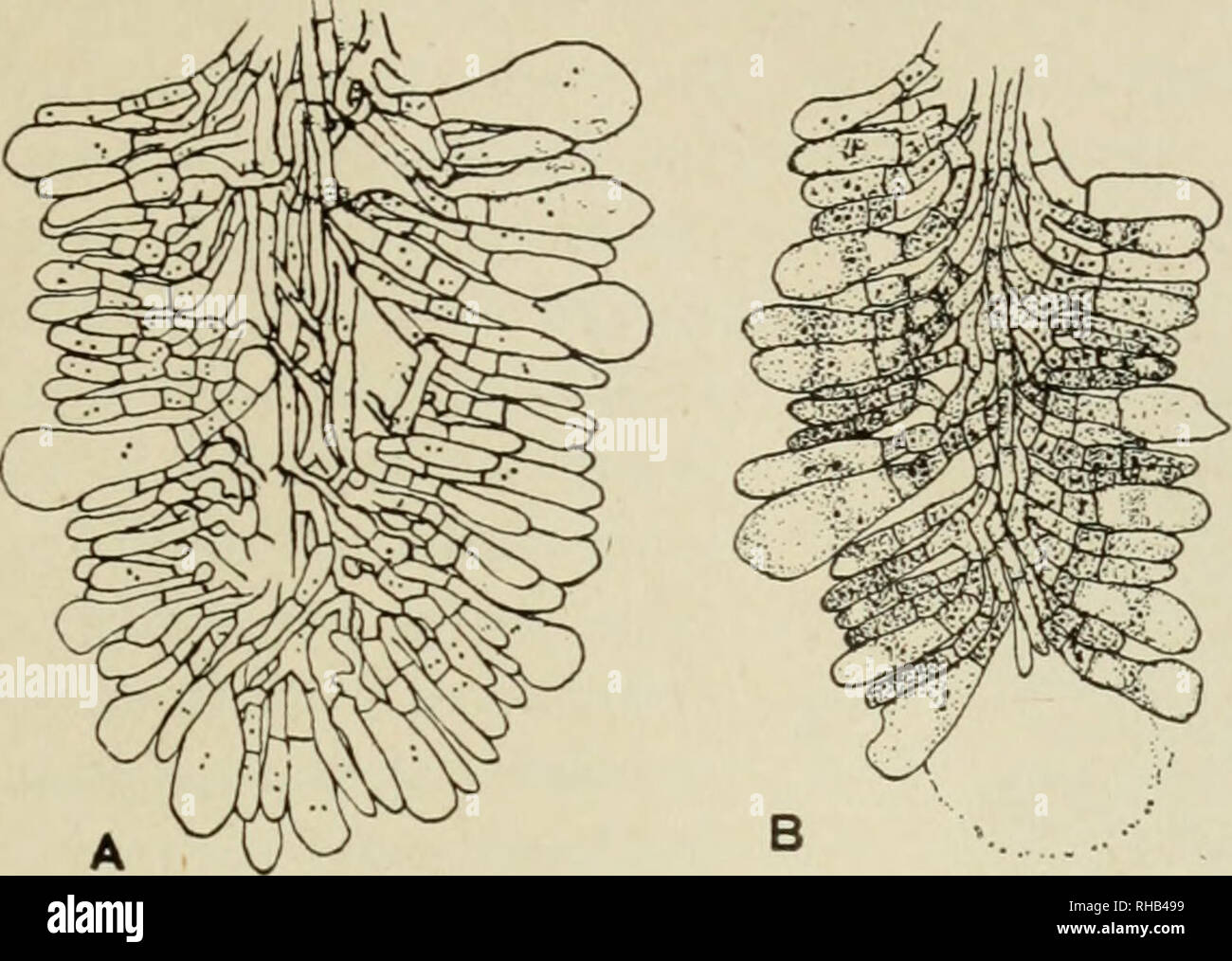 . Botanical gazette. Plants. iqiq] WALKER—PLUTEUS AND TUBARIA. Fig. 4.—Structure of trama and origin of cystidia and basidia: A, reconstruction, made by aid of microscope, of photomicrograph shown in fig. 47a; B, another gill from same series outlined with camera lucida.. Please note that these images are extracted from scanned page images that may have been digitally enhanced for readability - coloration and appearance of these illustrations may not perfectly resemble the original work.. Hanover, Ind. : J. M. Coulter Stock Photo