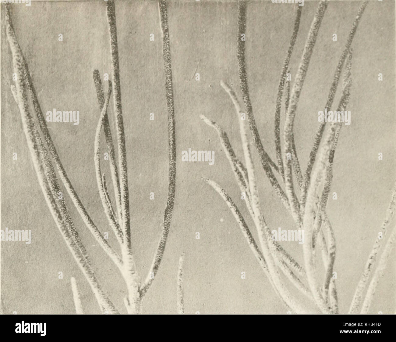 Sahara Roots . Botanical features of the Algerian Sahara. Botany -- Sahara; Desert ...