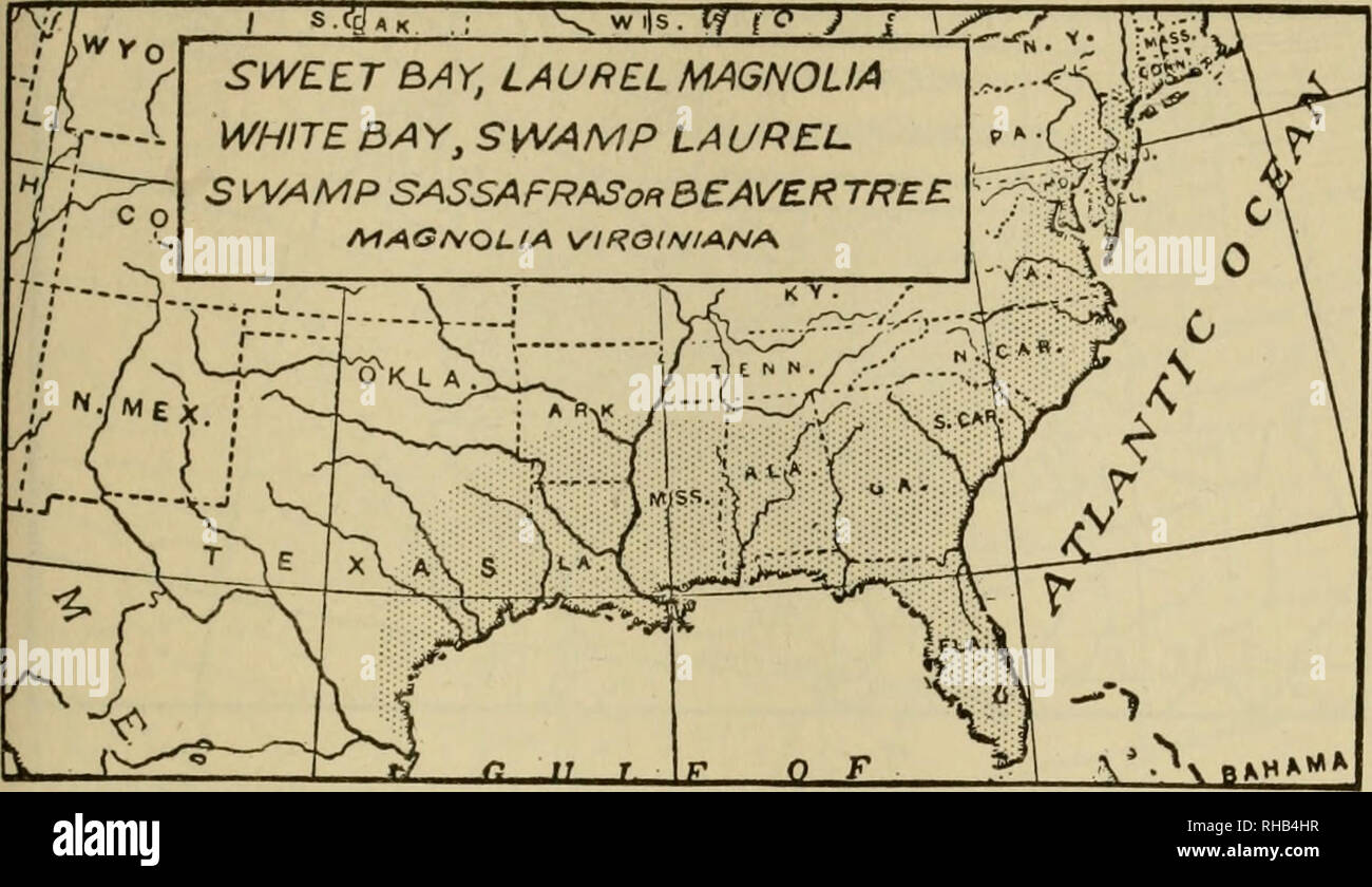 . The book of woodcraft and Indian lore. Natural history; Camping; Outdoor life; Indians of North America. Forestry 417. Sweet Bay, Laurel Magnolia, White Bay, Swamp Laurel, Swamp Sassafras or Beaver Tree. (Magnolia virginiana) A small tree 15 to 70 feet high, nearly evergreen, noted for being a favorite with the Beaver. ''Its fleshy roots were eagerly eaten by the Beavers, who considered them such a dainty that they could be caught in traps baited with them. Michaux recites that the wood was used by the beavers in constructing their dams and houses in preference to any other.&quot; (Keeler.)  Stock Photo